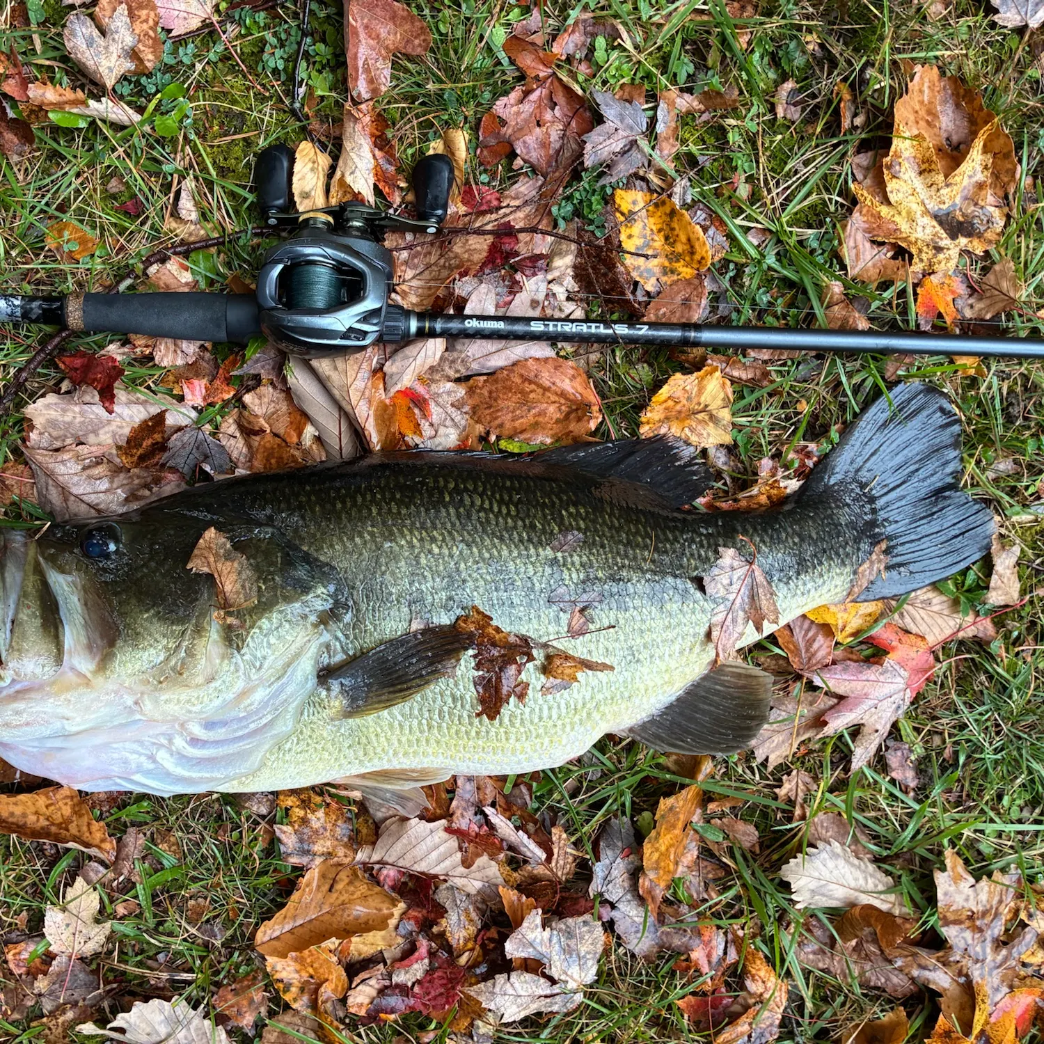 Largemouth bass caught on Fishbrain