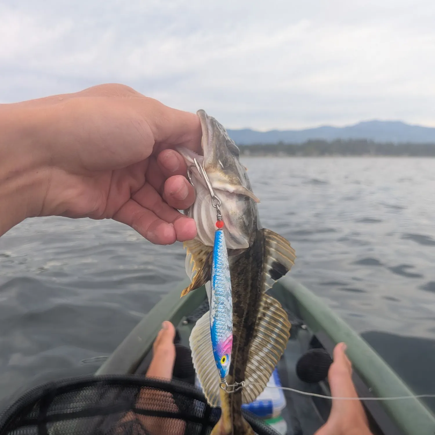 The most recent Pacific staghorn sculpin catches on Fishbrain
