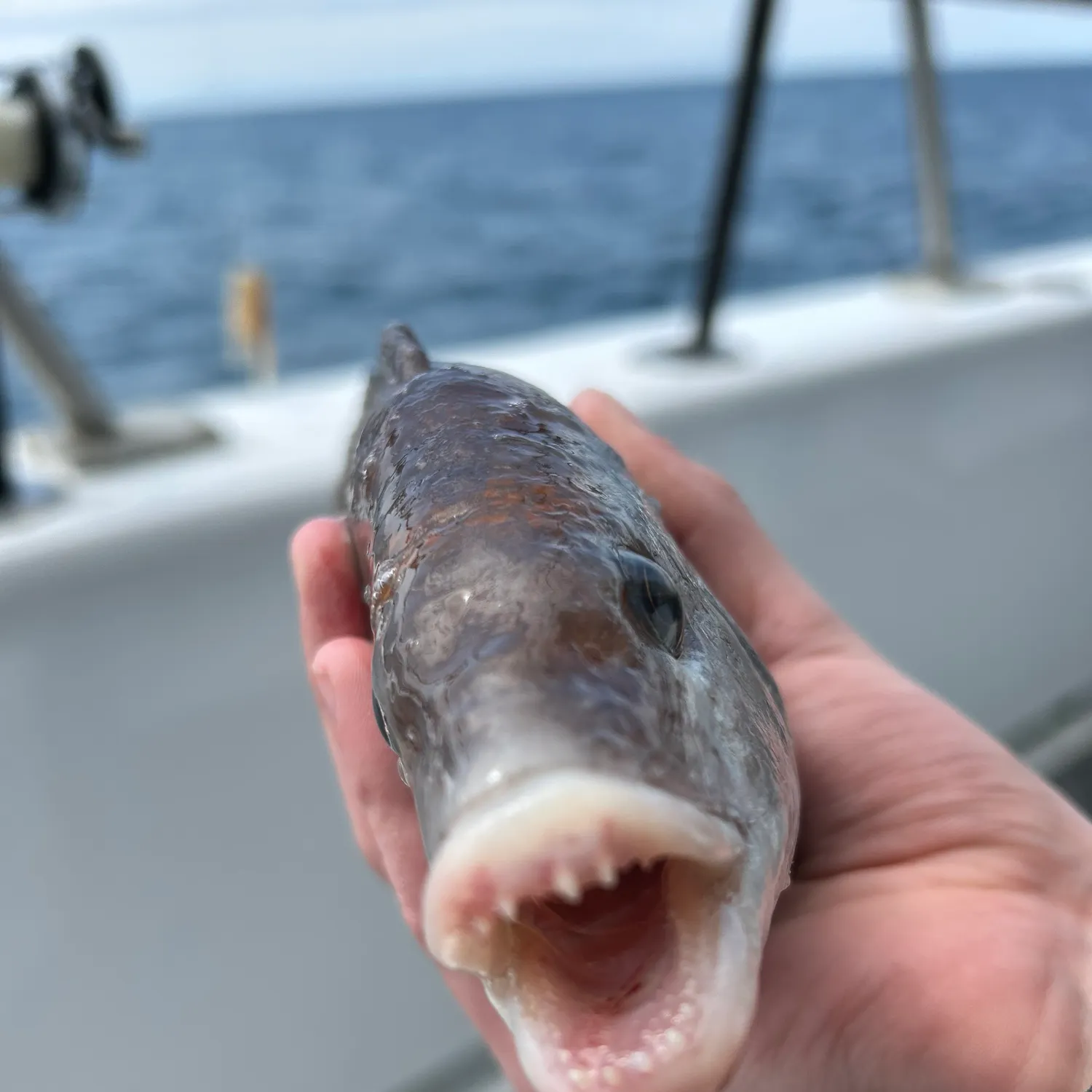 most liked catch image
