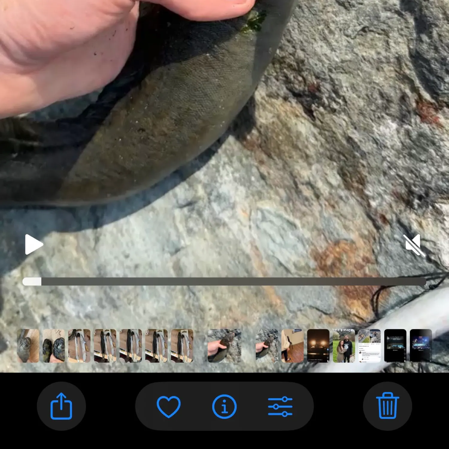 The most recent Monkeyface prickleback catches on Fishbrain