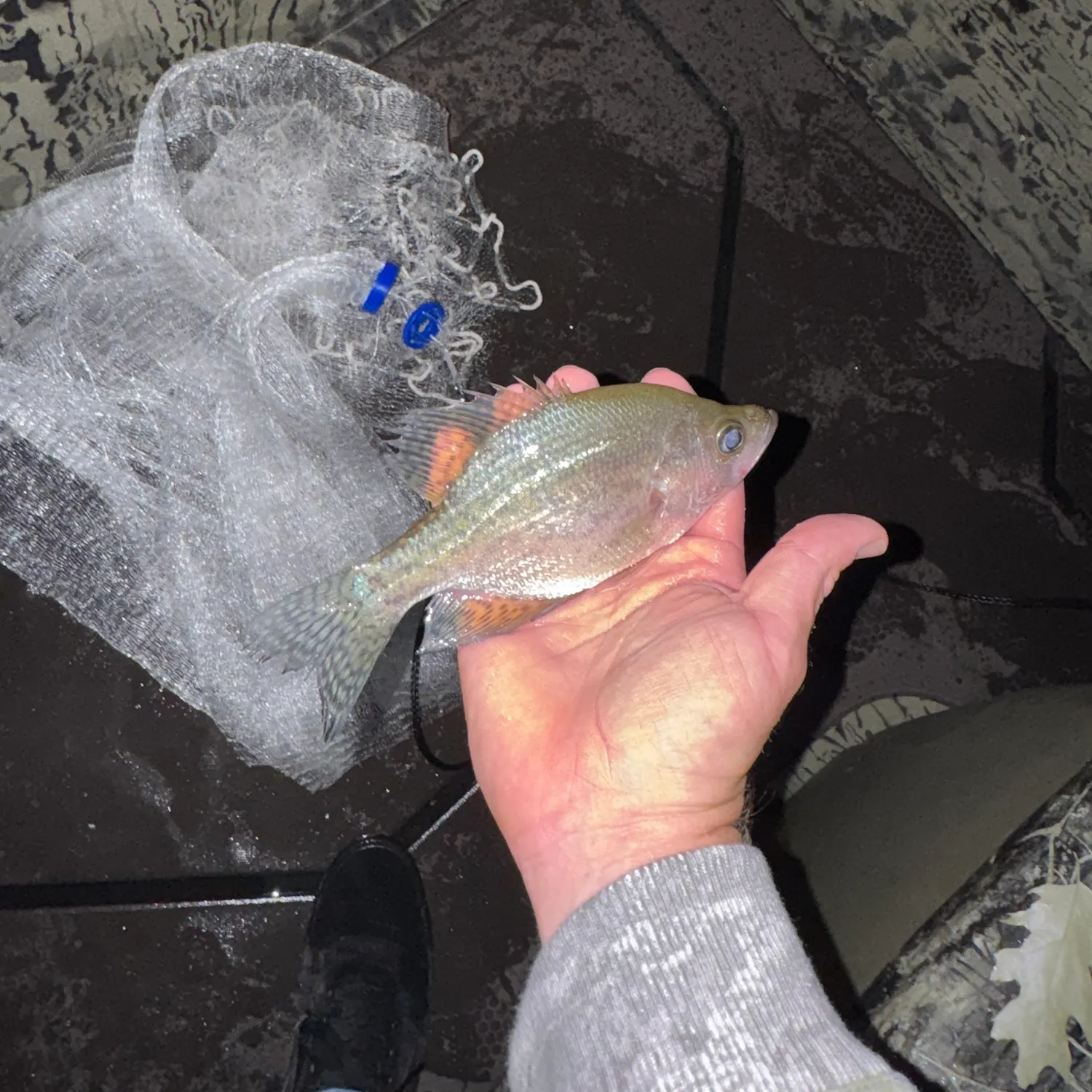 White crappie caught on Fishbrain