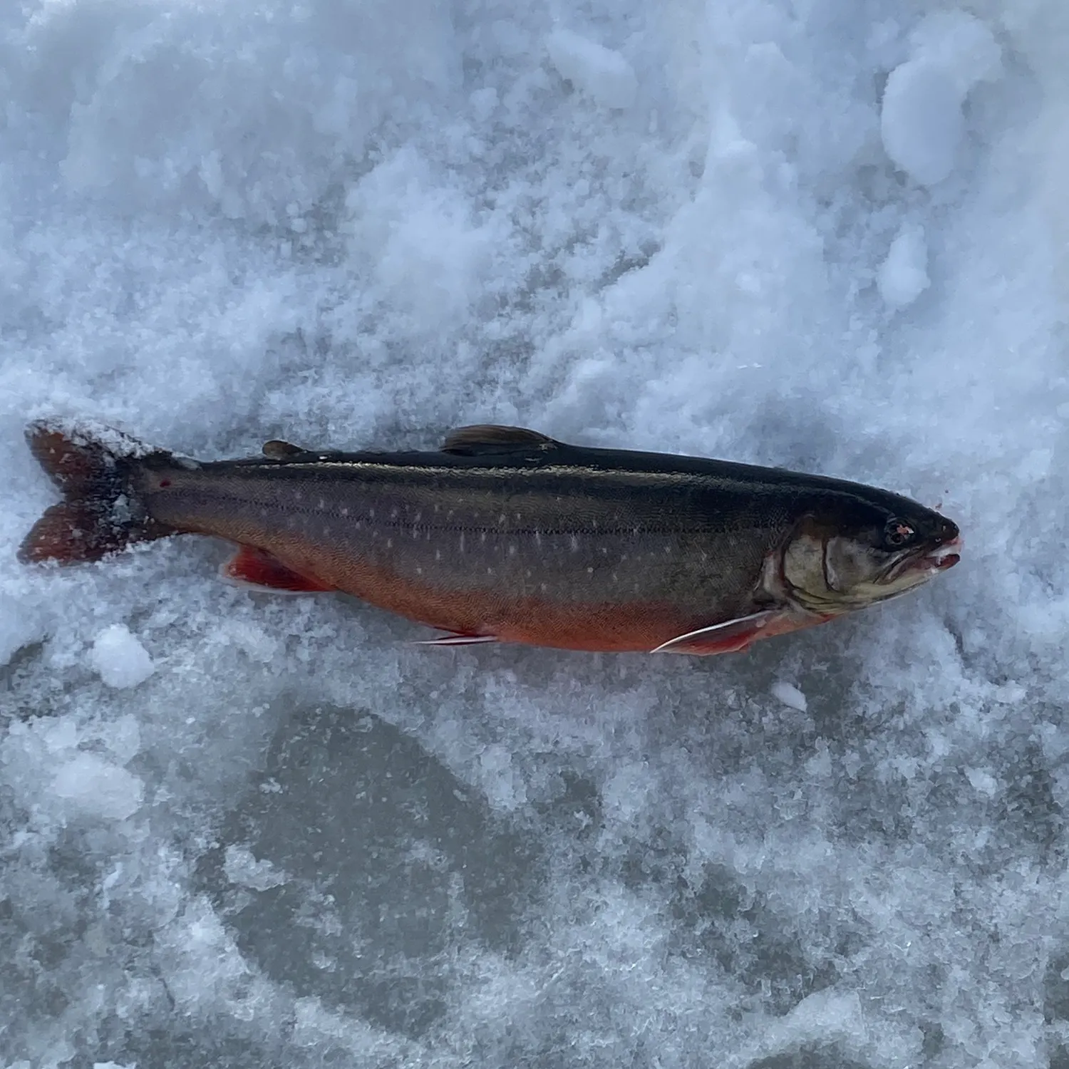 The most recent Arctic char catches on Fishbrain