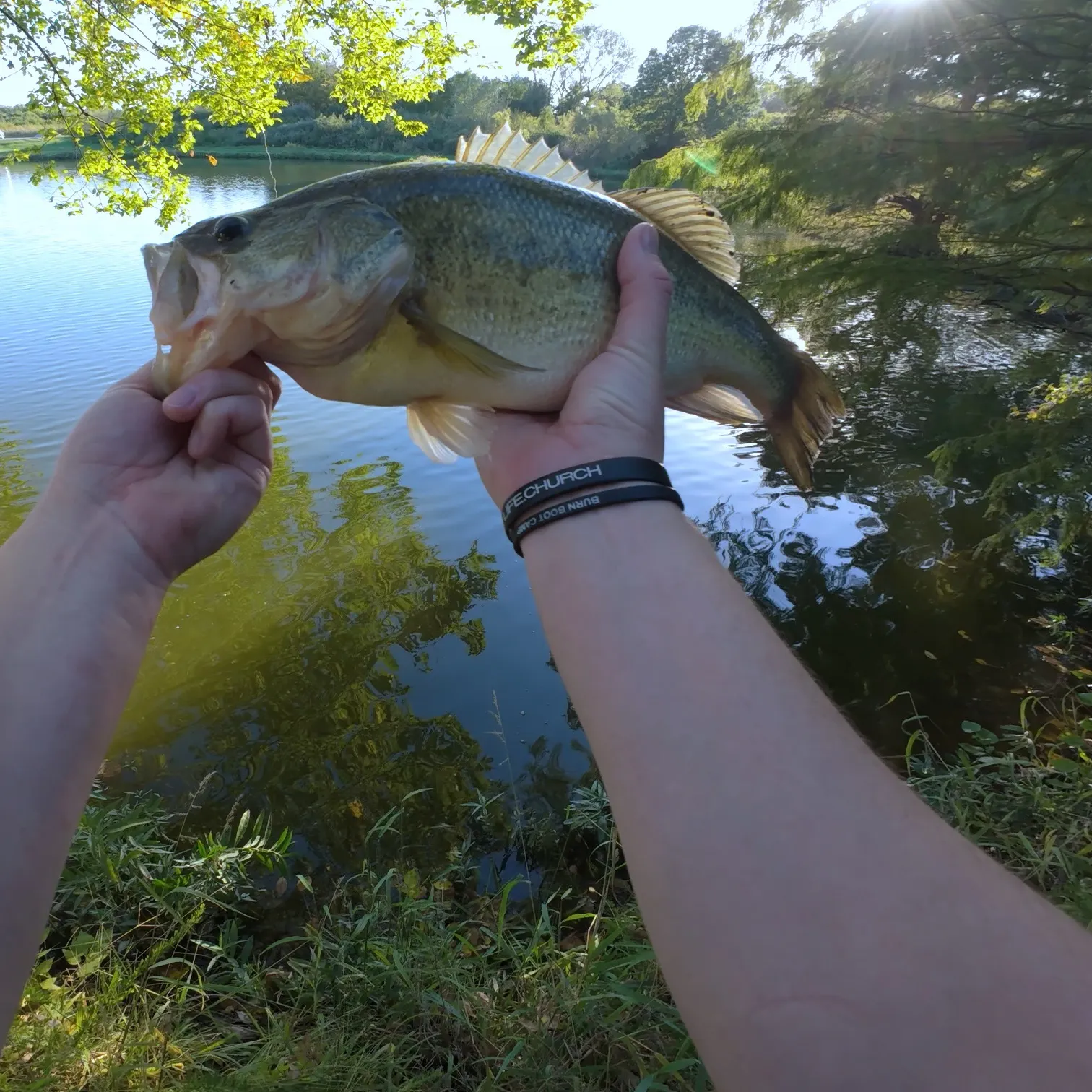 Largemouth bass caught on Fishbrain