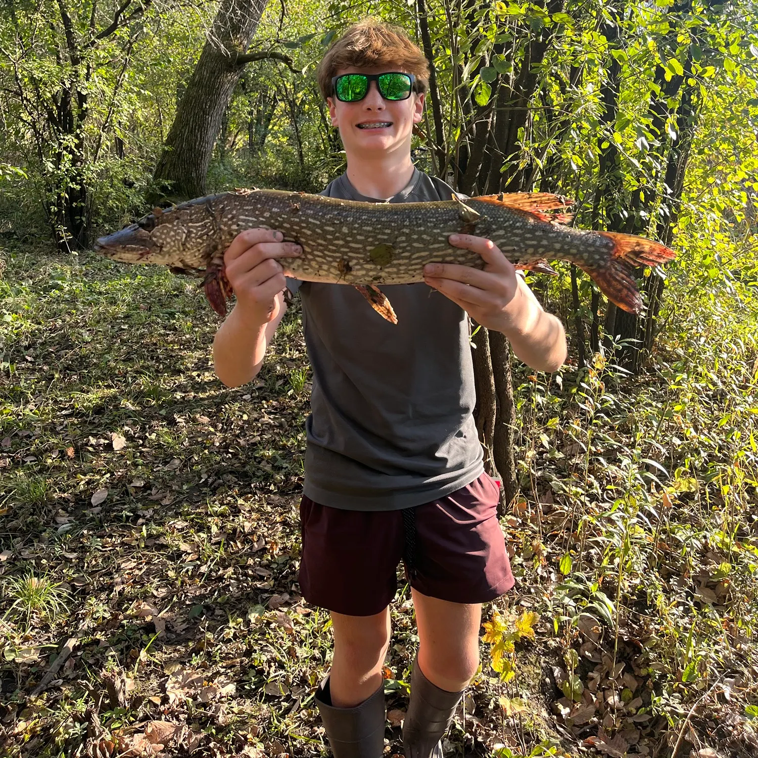 Northern pike caught on Fishbrain