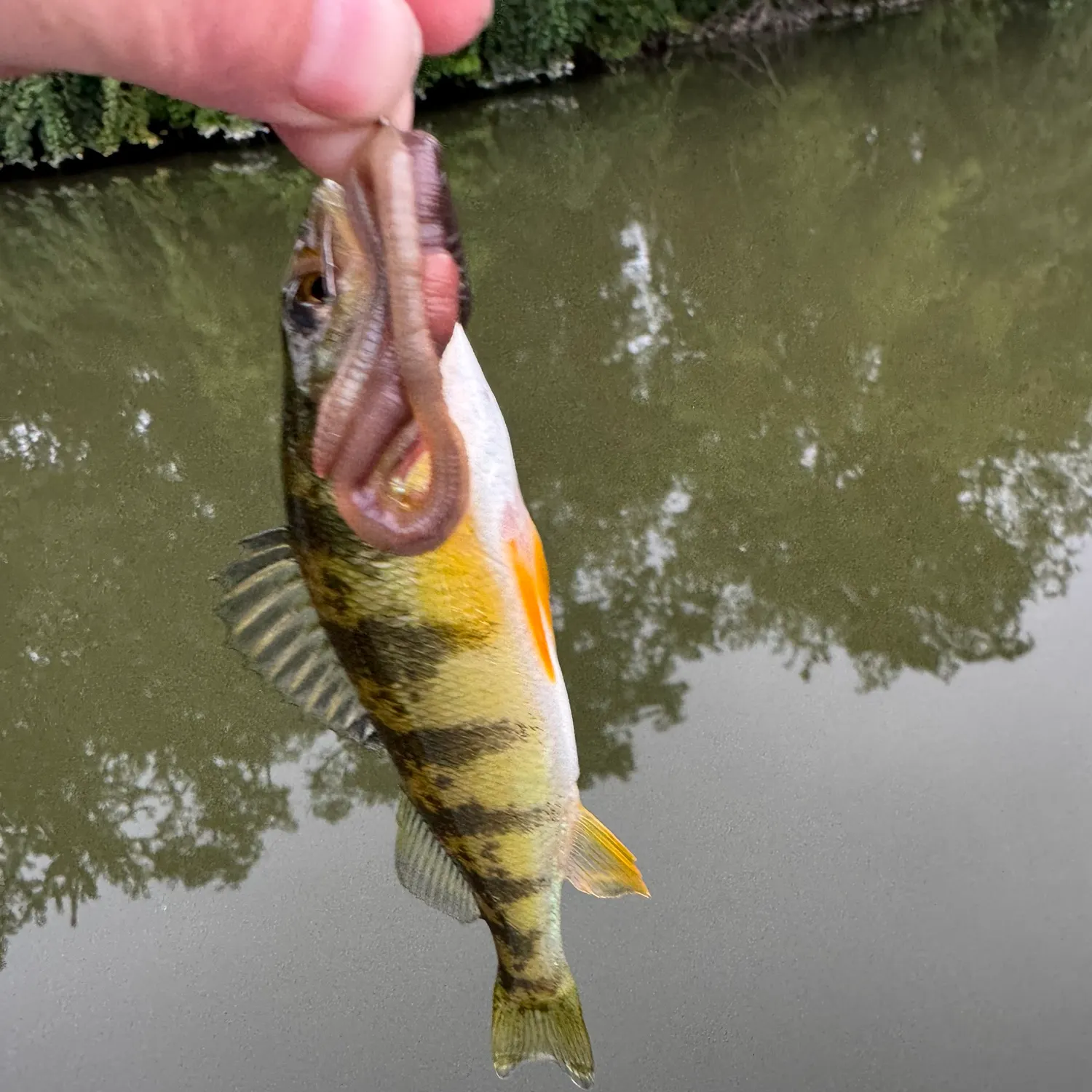 Yellow perch caught on Fishbrain