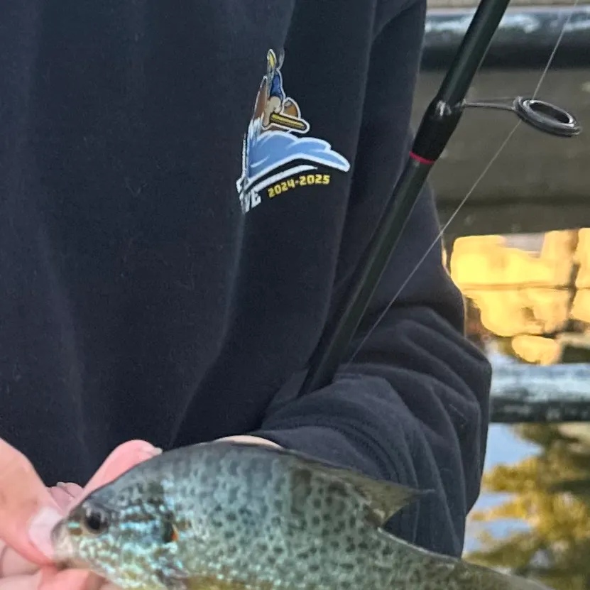 Pumpkinseed caught on Fishbrain