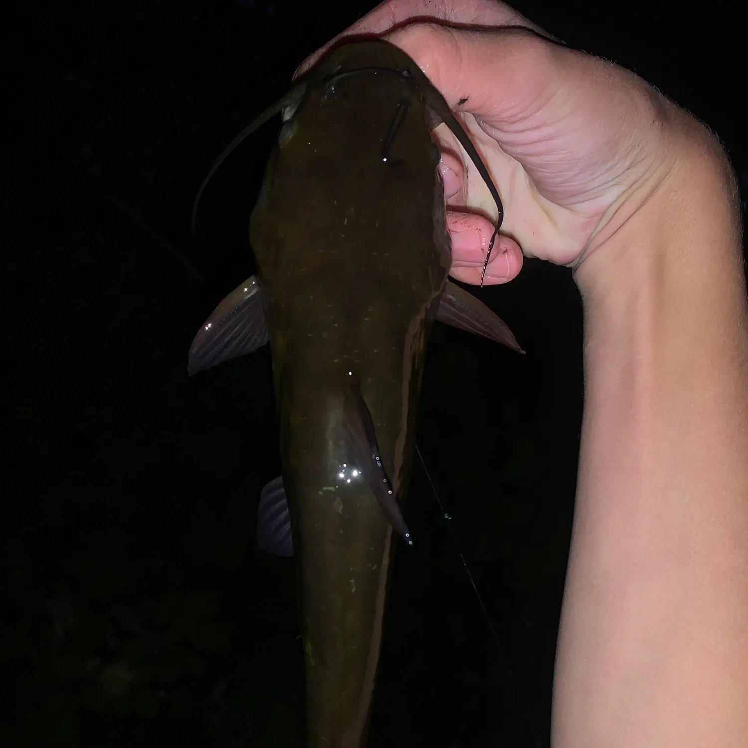 Black bullhead caught on Fishbrain