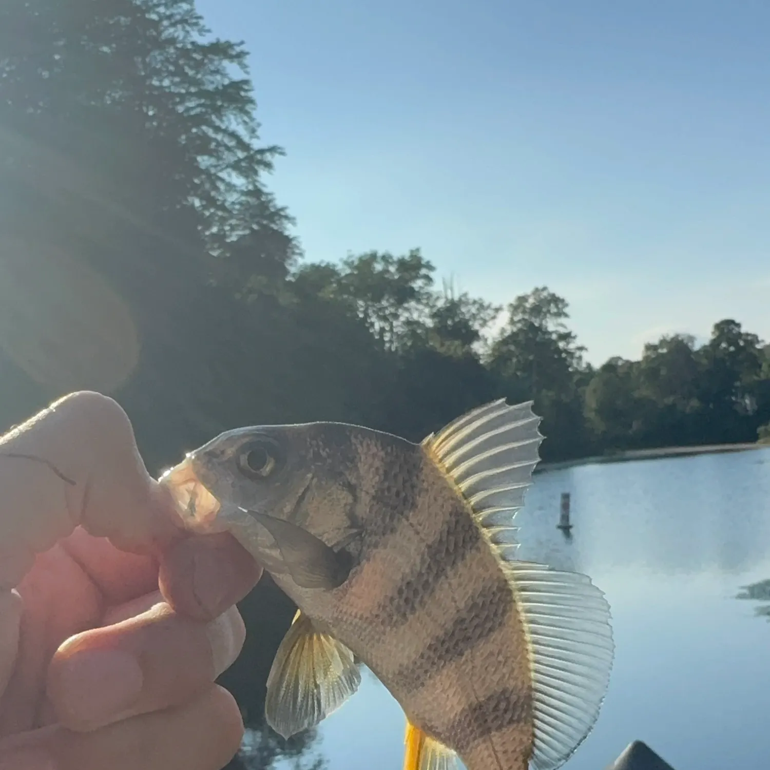 Black drum caught on Fishbrain