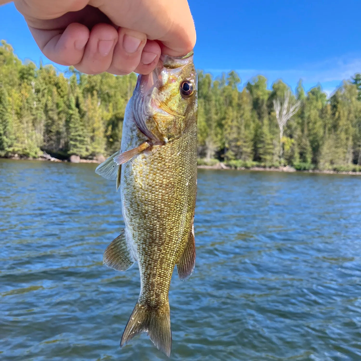 Smallmouth bass caught on Fishbrain