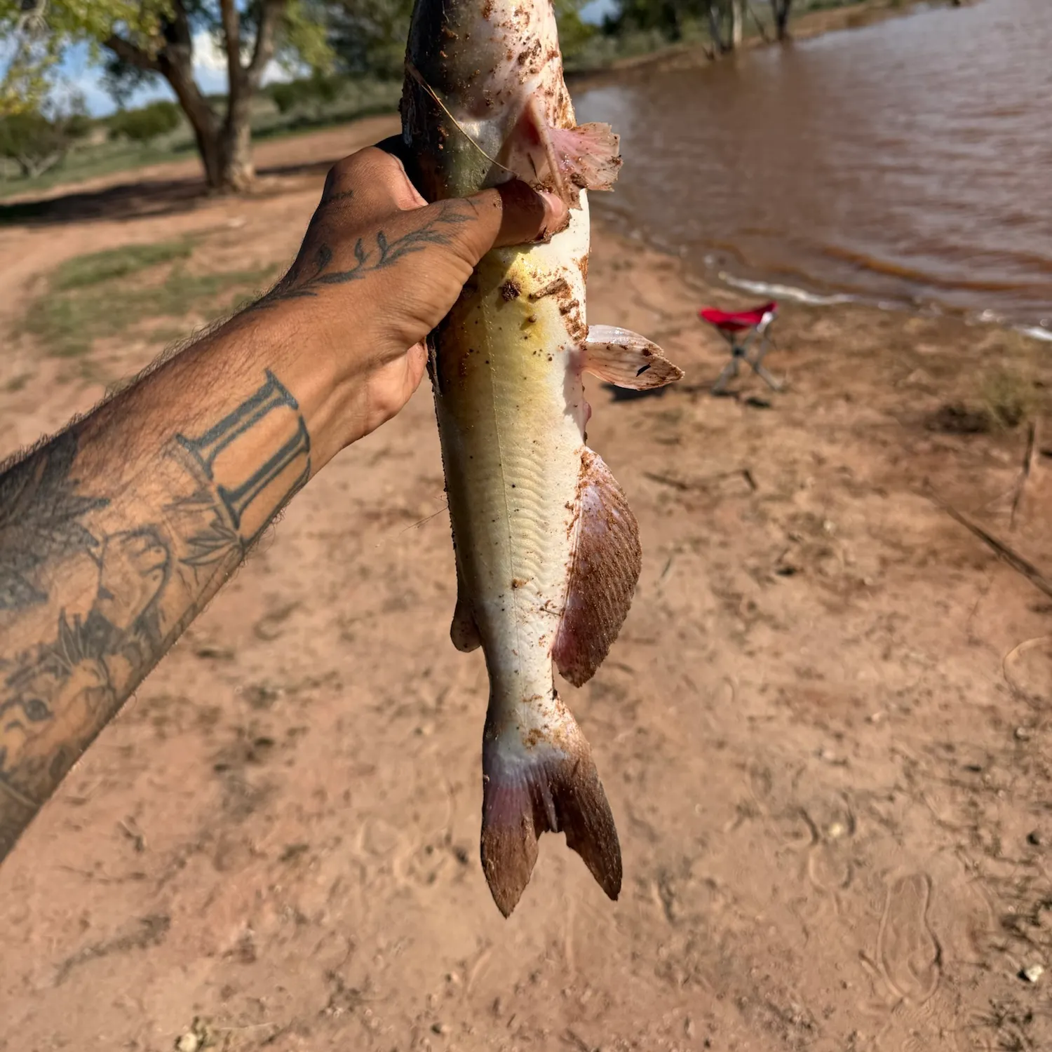 Channel catfish caught on Fishbrain
