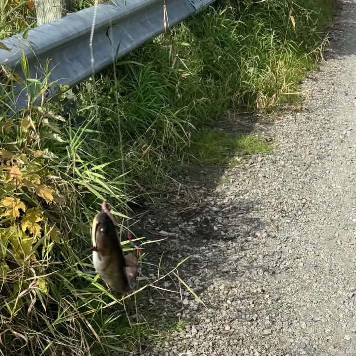 Black bullhead caught on Fishbrain
