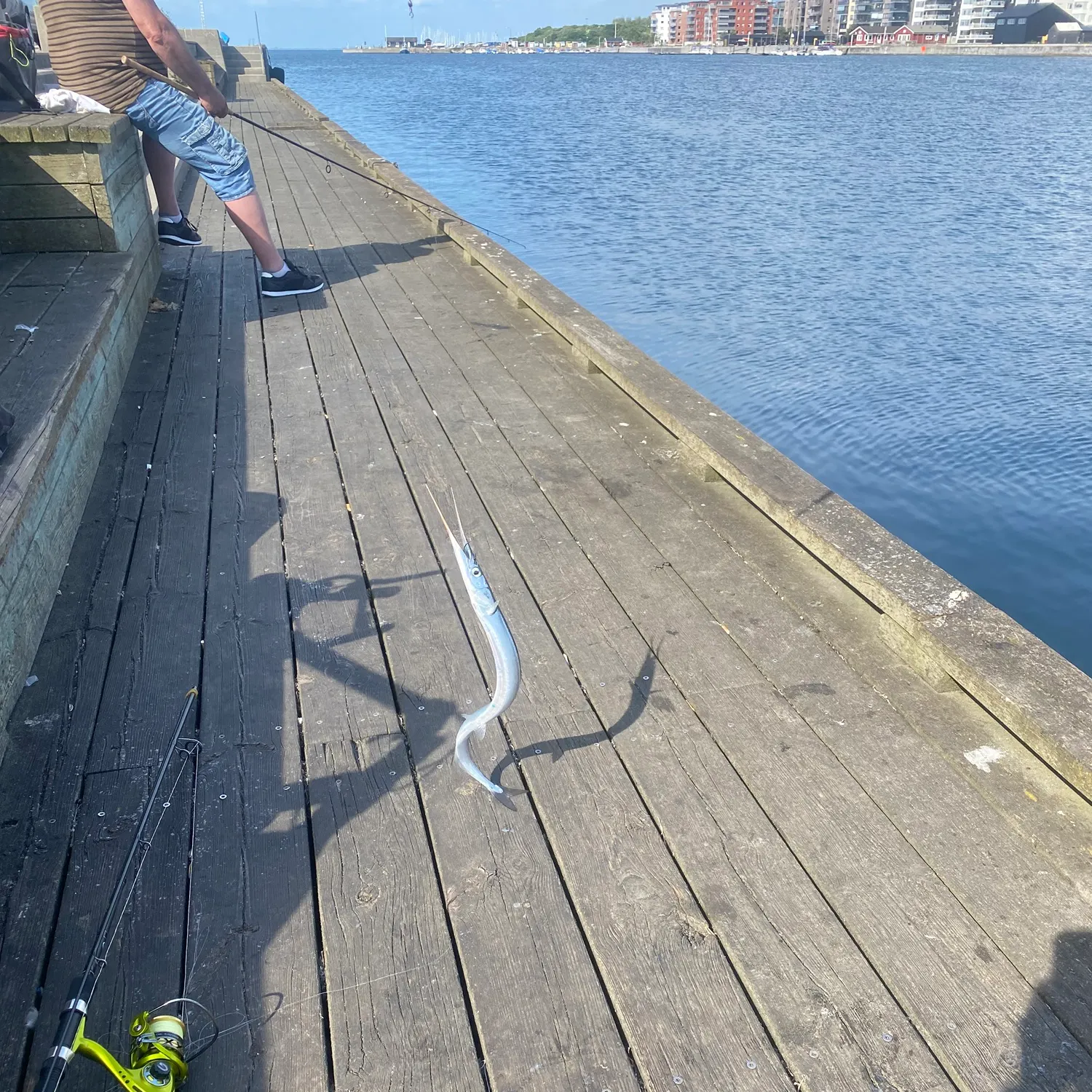 The most recent European garfish catches on Fishbrain