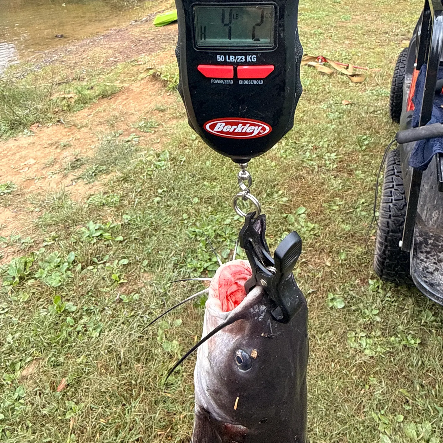 Channel catfish caught on Fishbrain