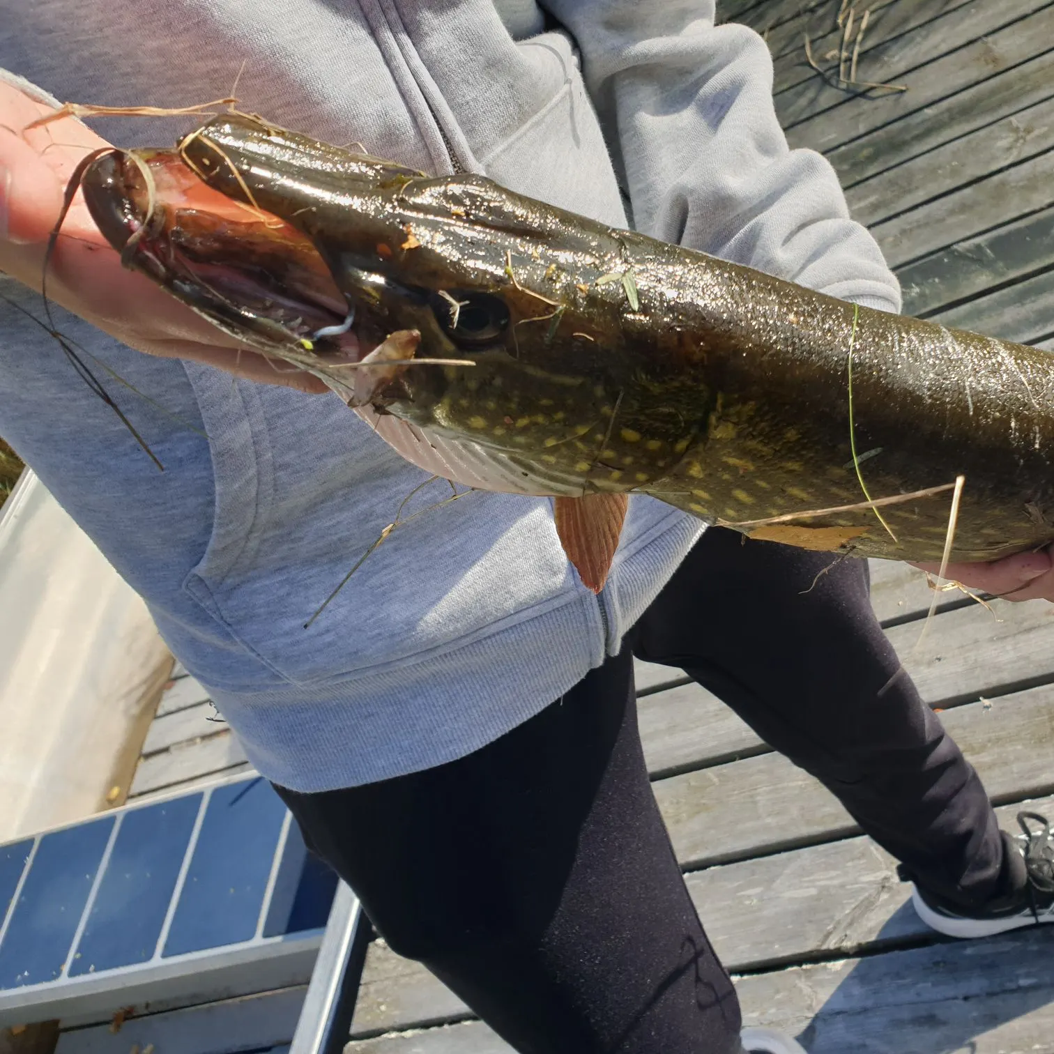 Northern pike caught on Fishbrain