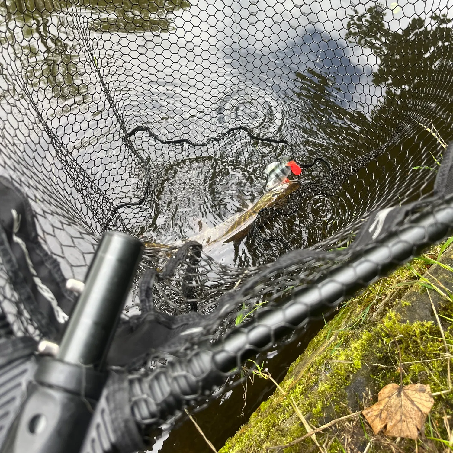 Northern pike caught on Fishbrain