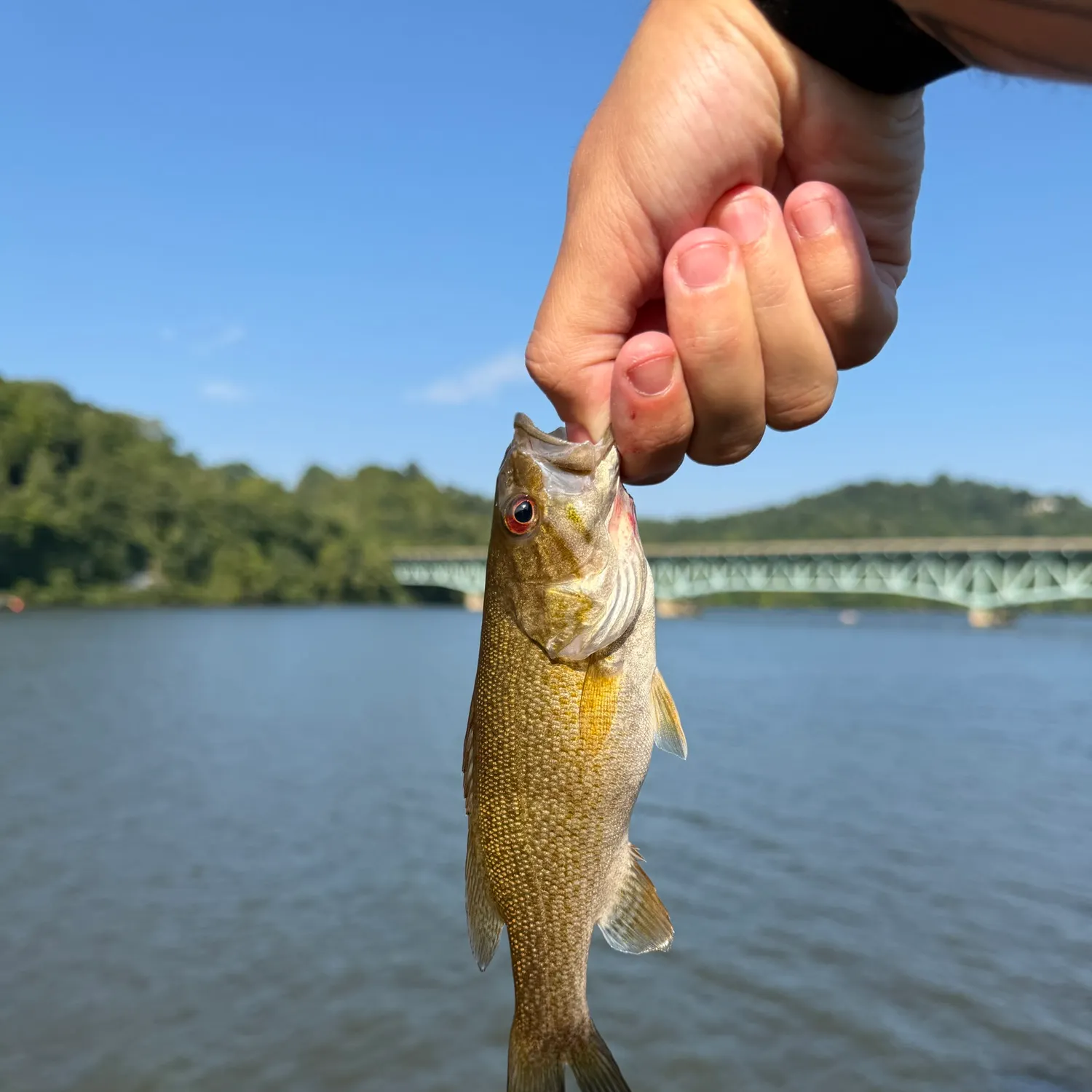 Smallmouth bass caught on Fishbrain