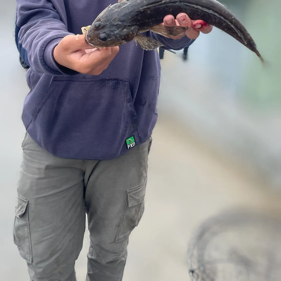 The most recent Blue-spotted flathead catches on Fishbrain