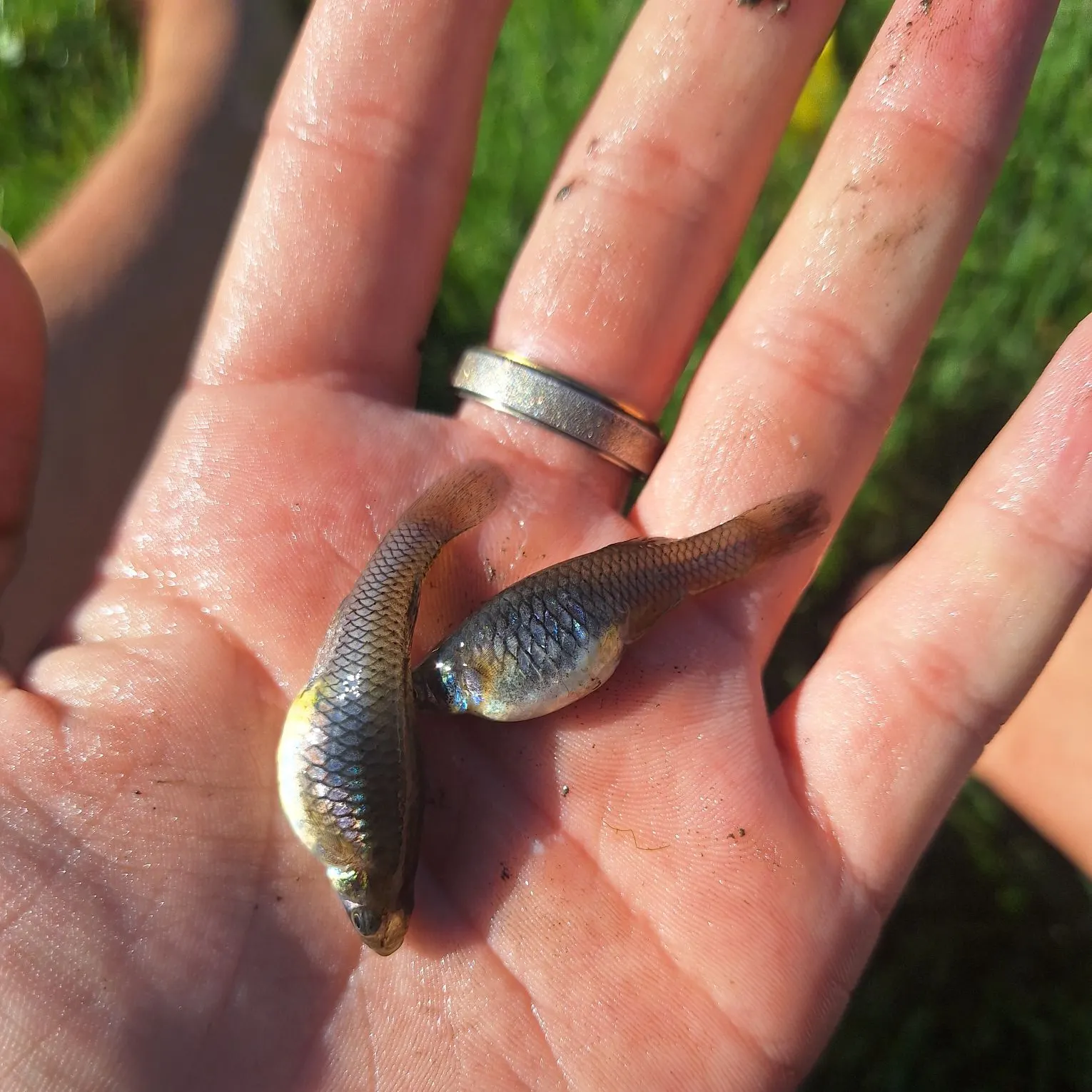 The most recent Western mosquitofish catches on Fishbrain