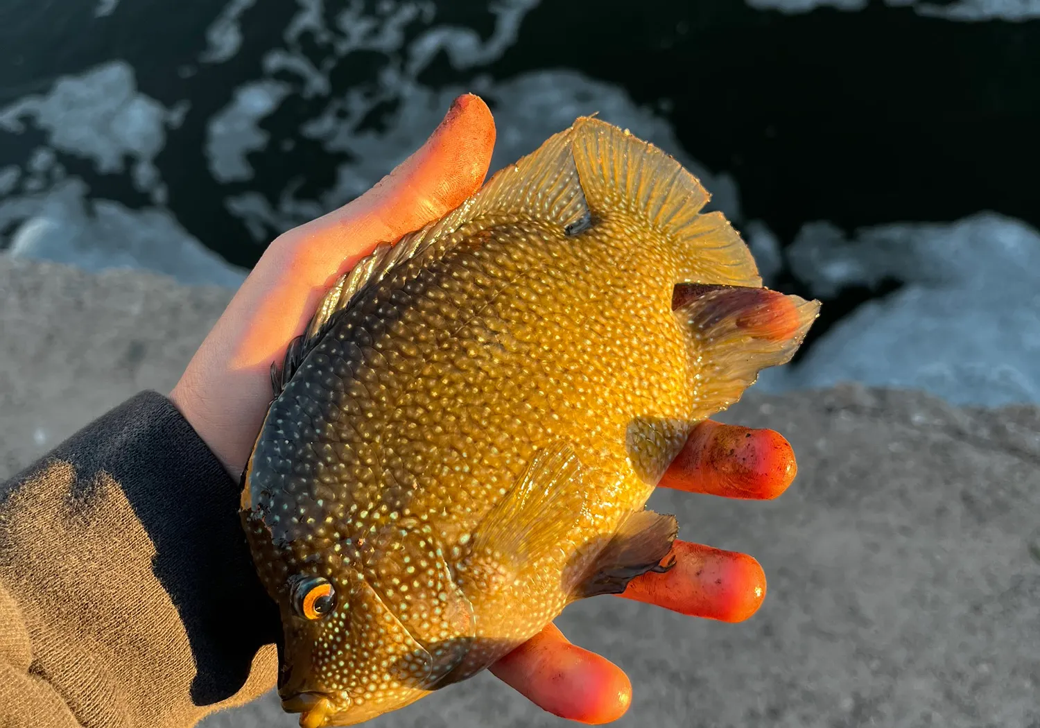 Rio Grande cichlid