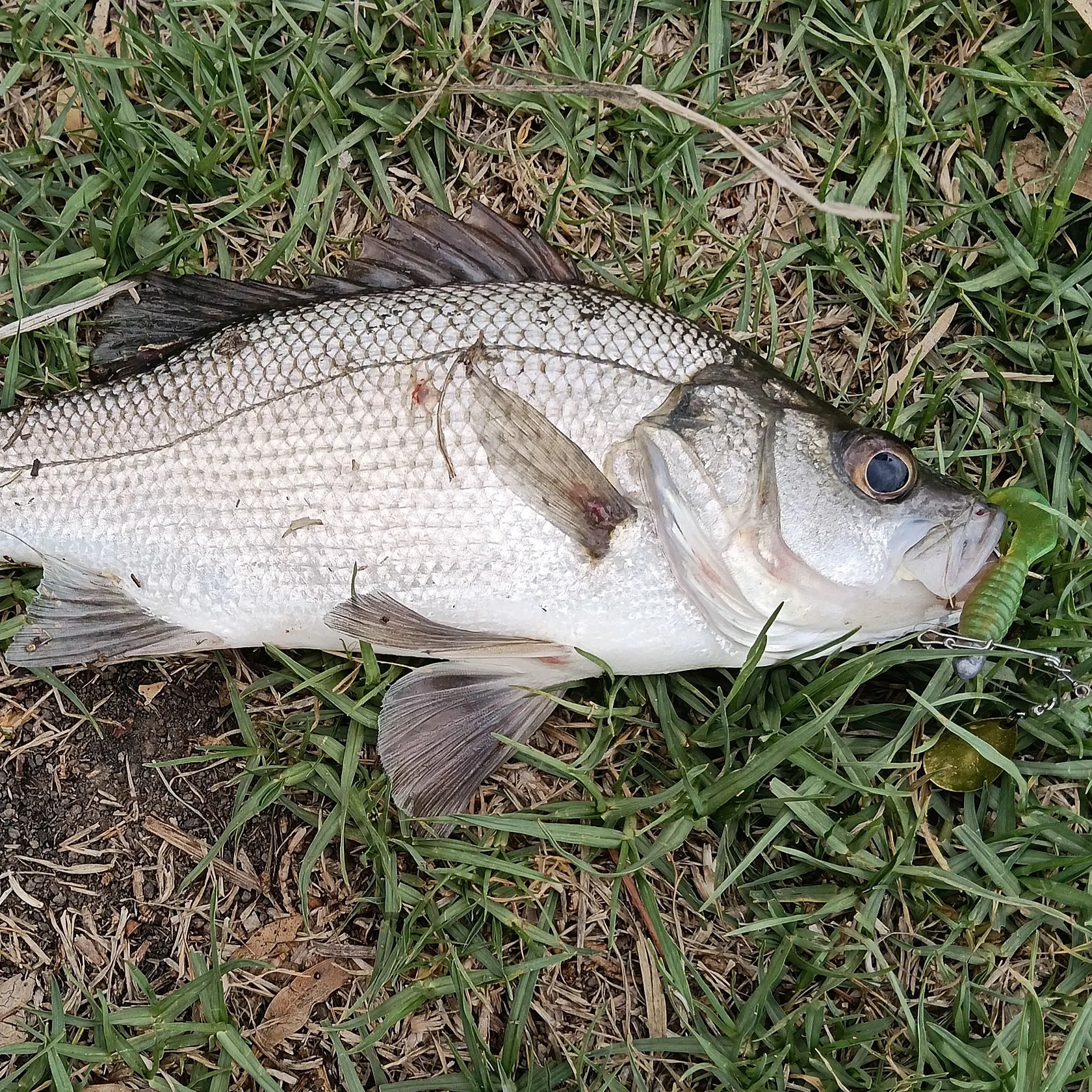 The most recent Estuary perch catches on Fishbrain