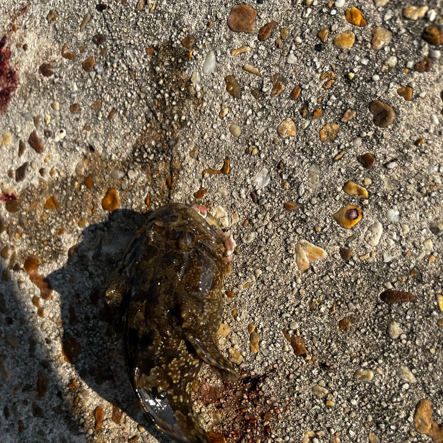 The most recent Oyster toadfish catches on Fishbrain