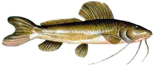 Pale catfish