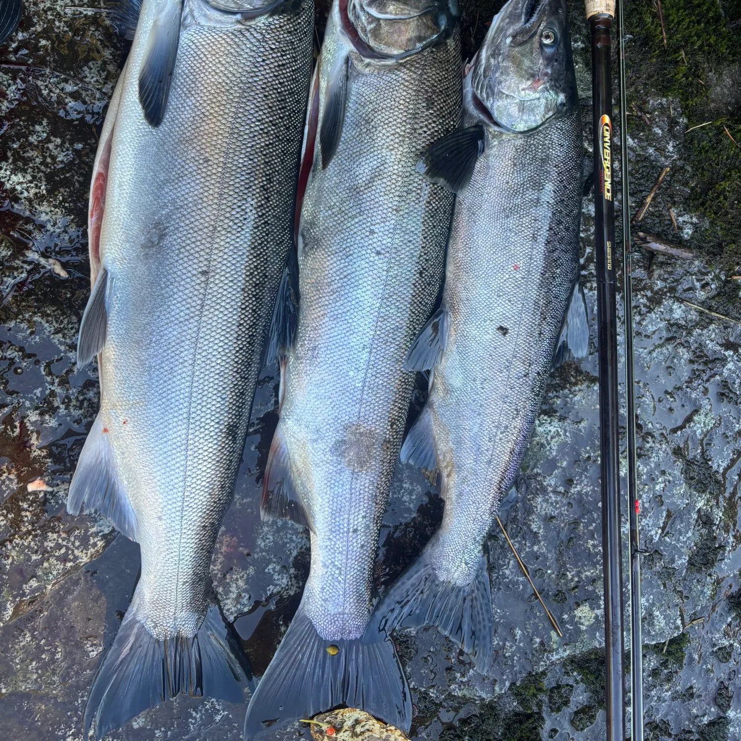 recently logged catches