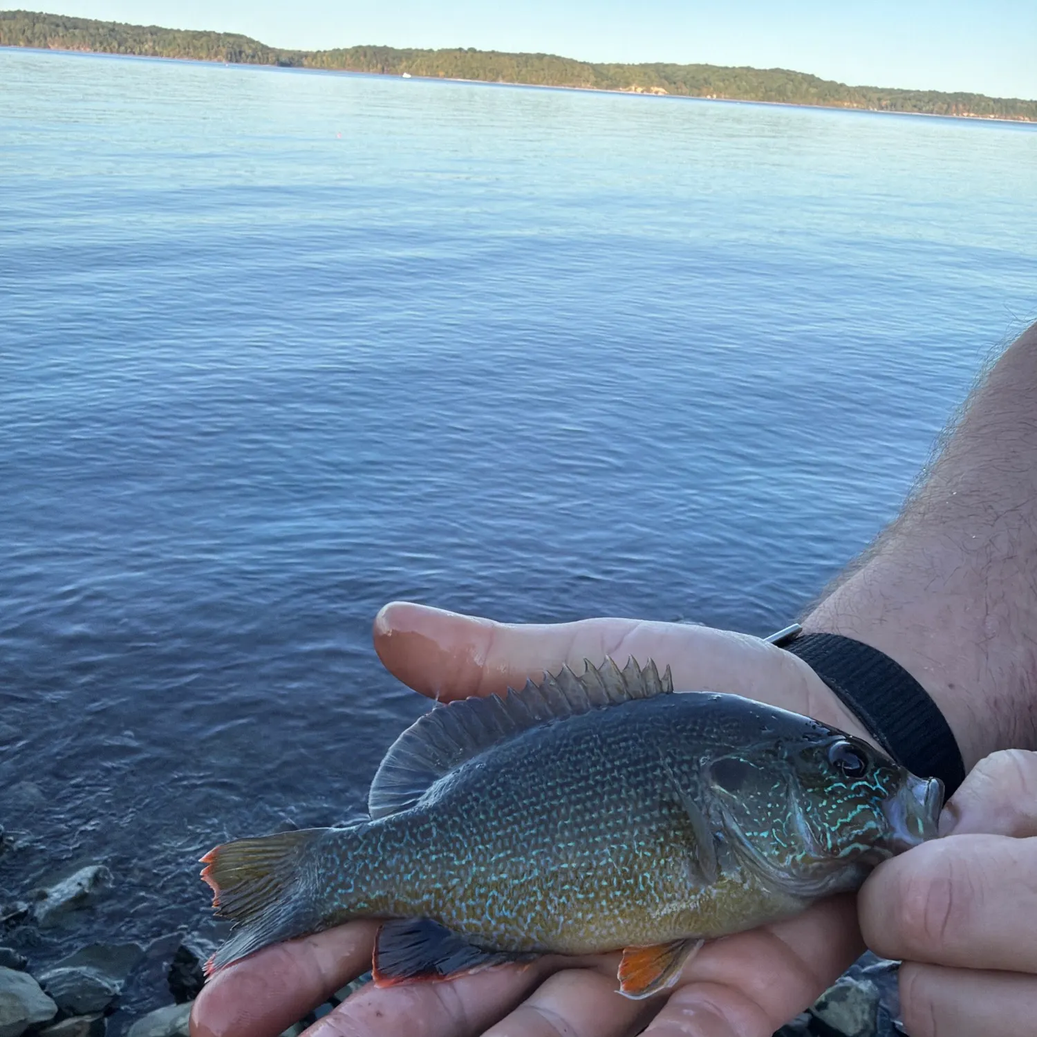 Green sunfish caught on Fishbrain