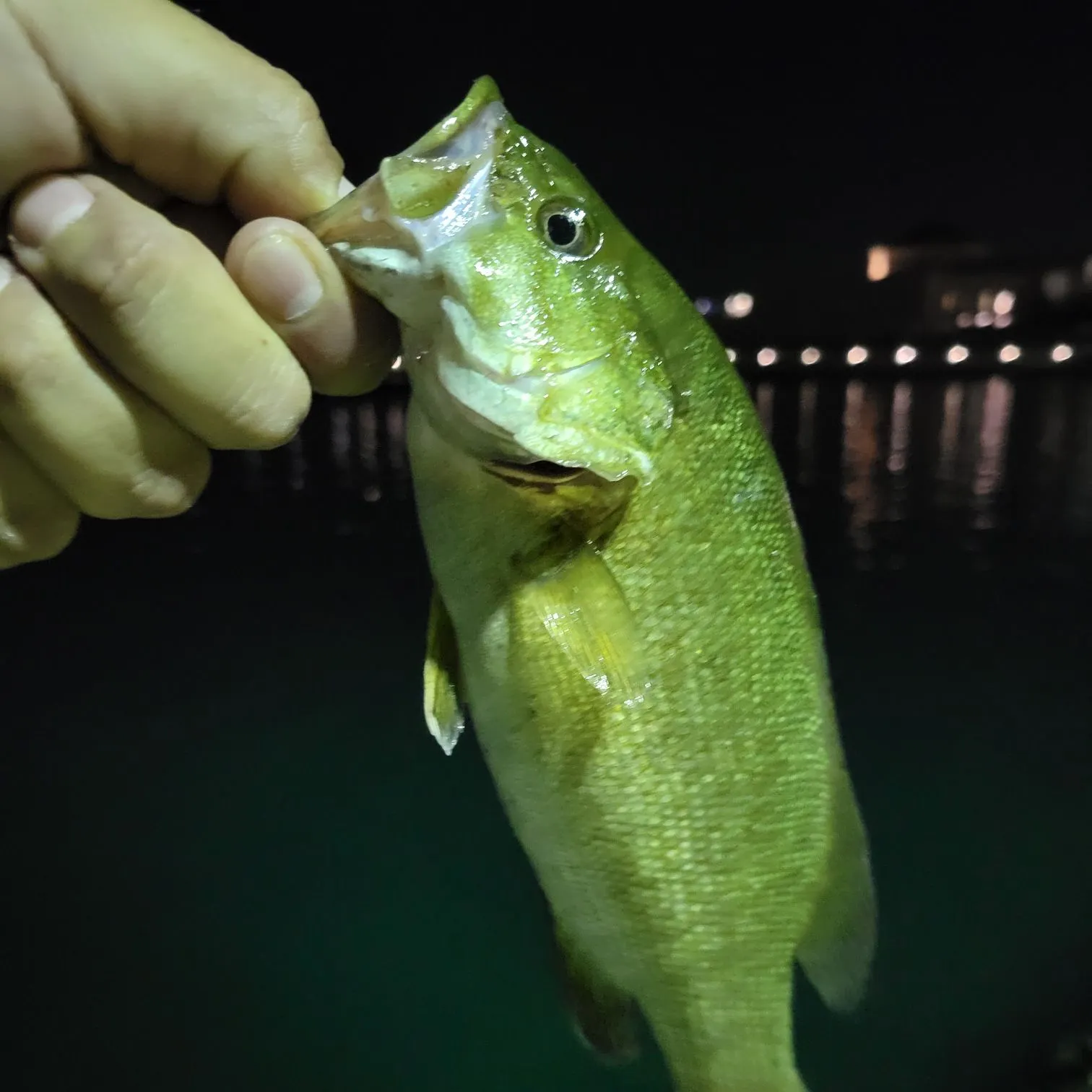 Smallmouth bass caught on Fishbrain