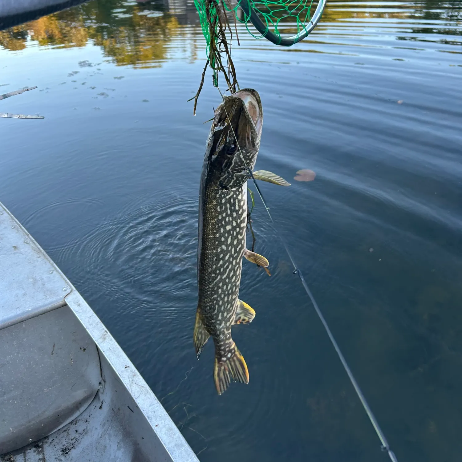 Northern pike caught on Fishbrain