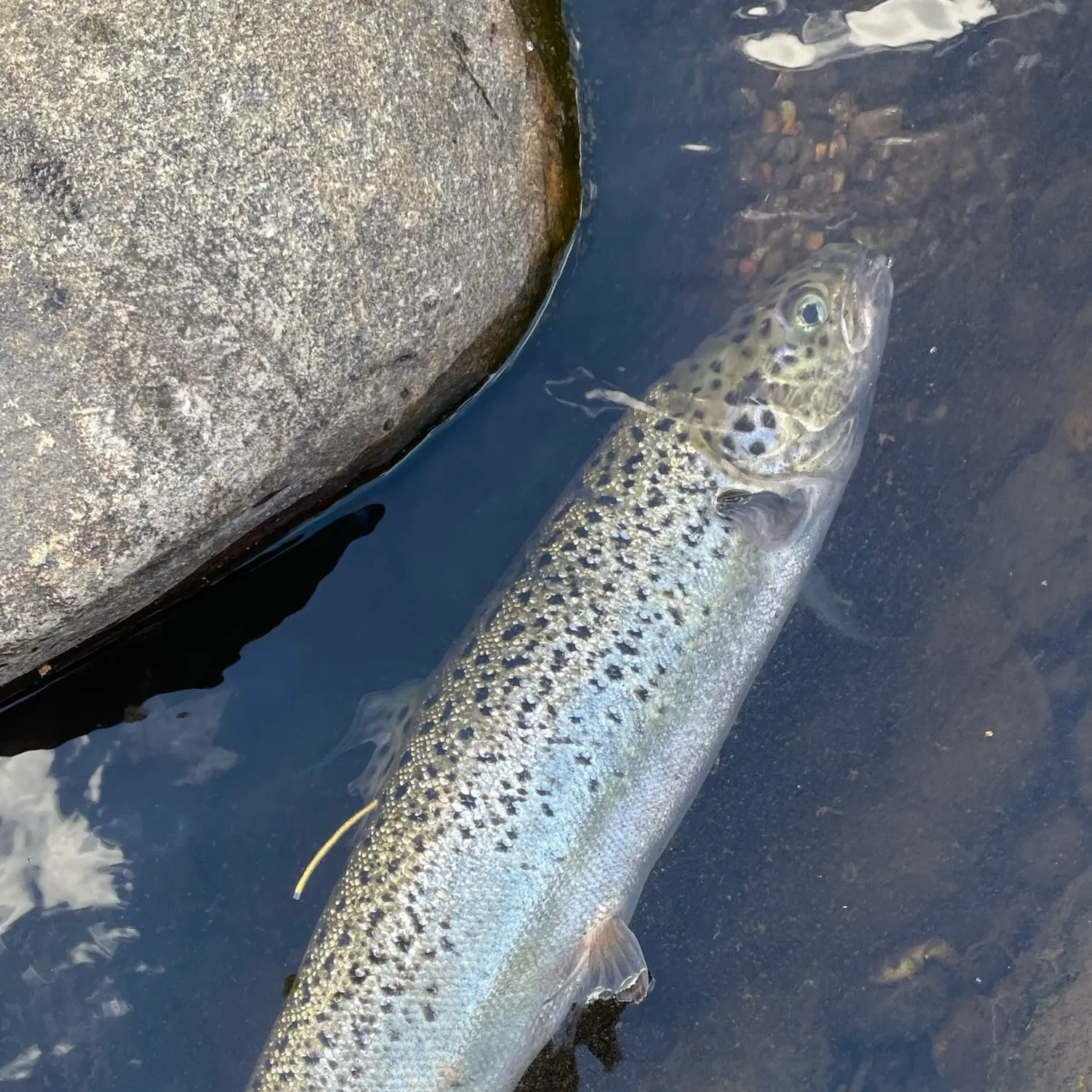 The most recent Atlantic salmon catches on Fishbrain
