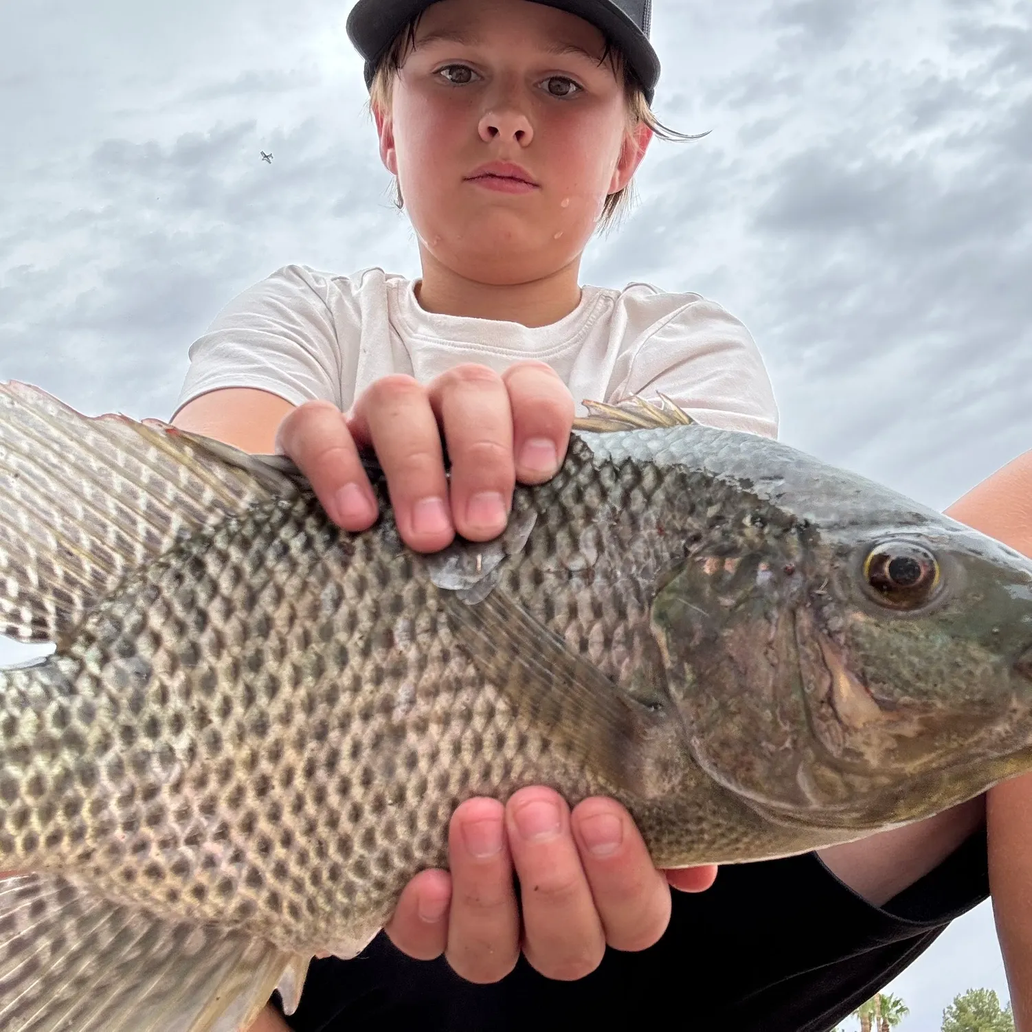 The most recent Nile tilapia catches on Fishbrain