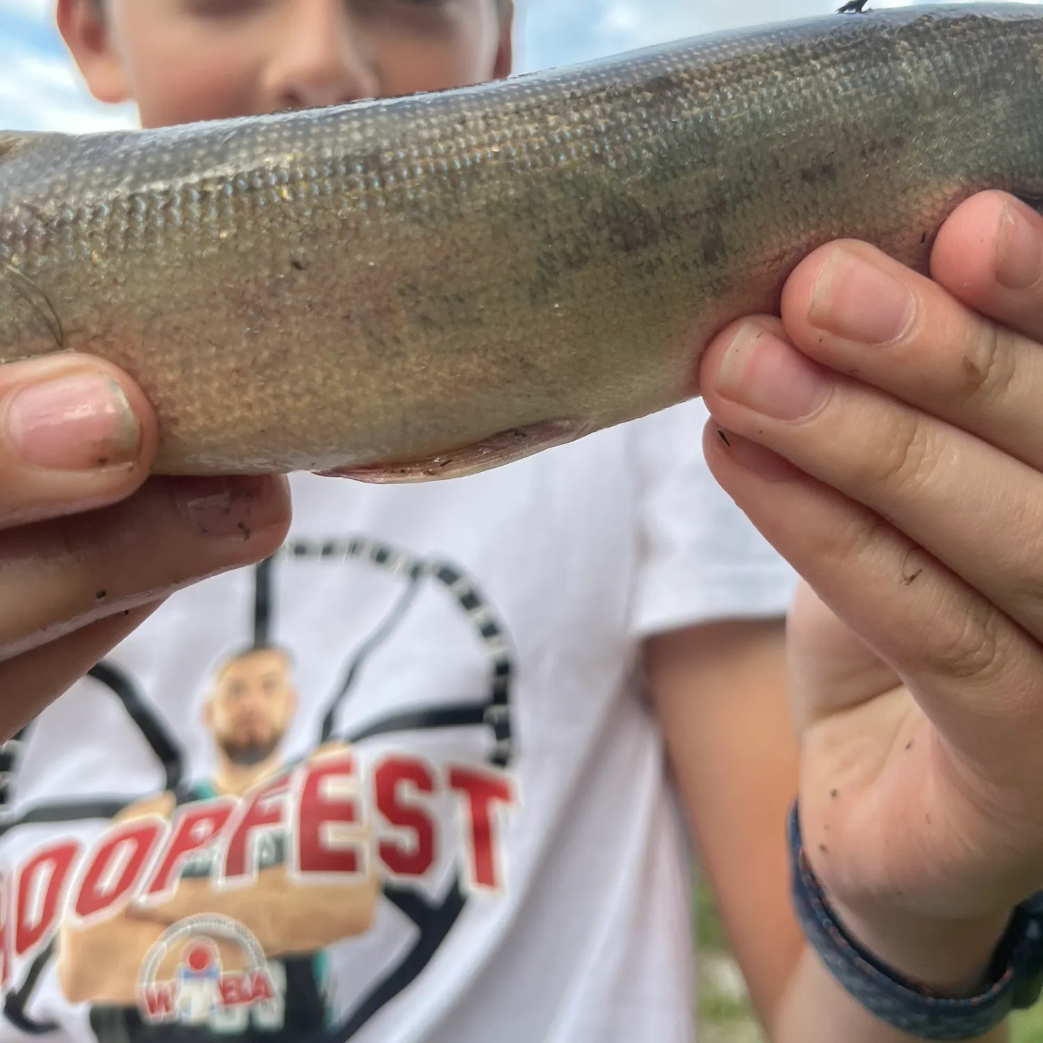 The most recent Silver pike catches on Fishbrain