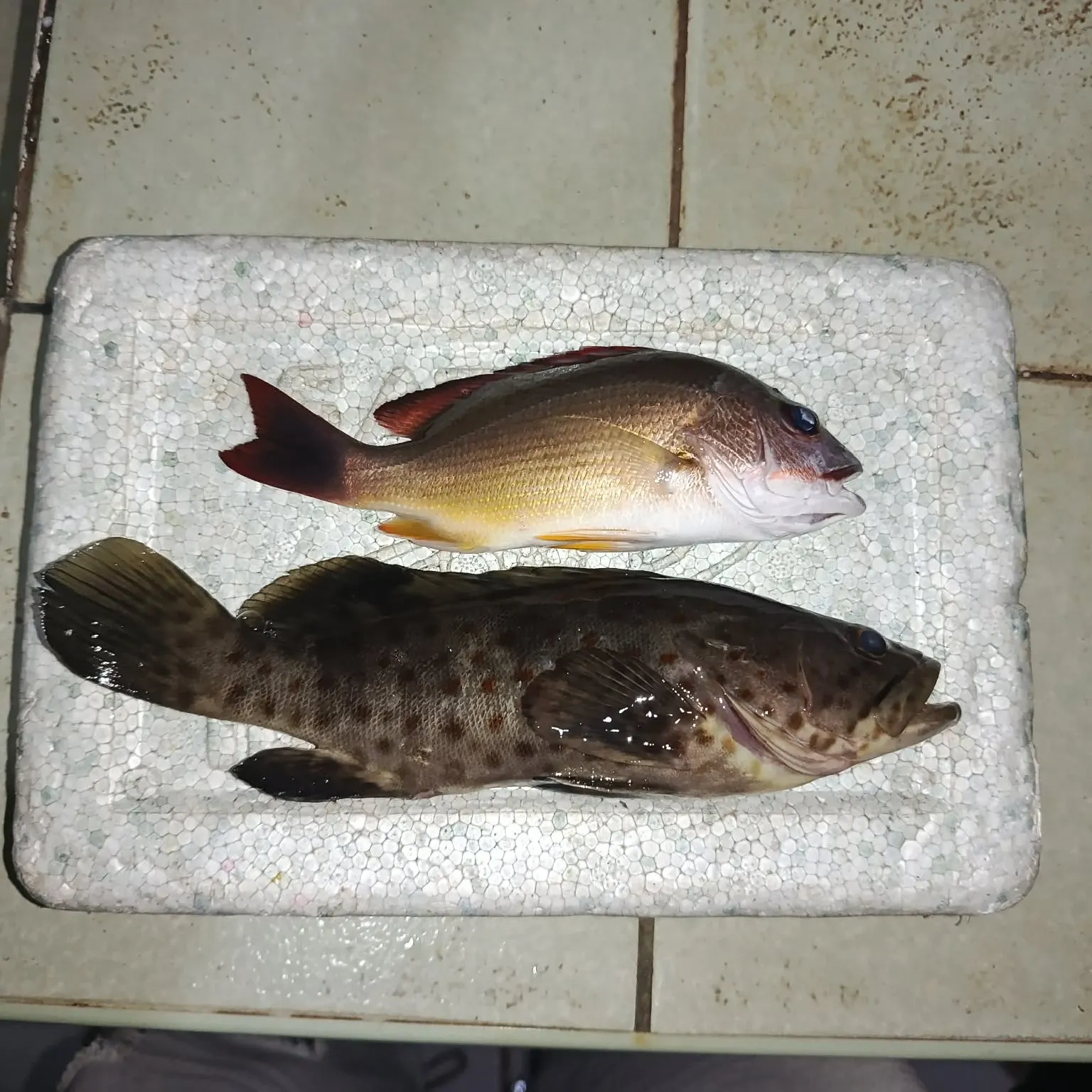 The most recent Malabar grouper catches on Fishbrain