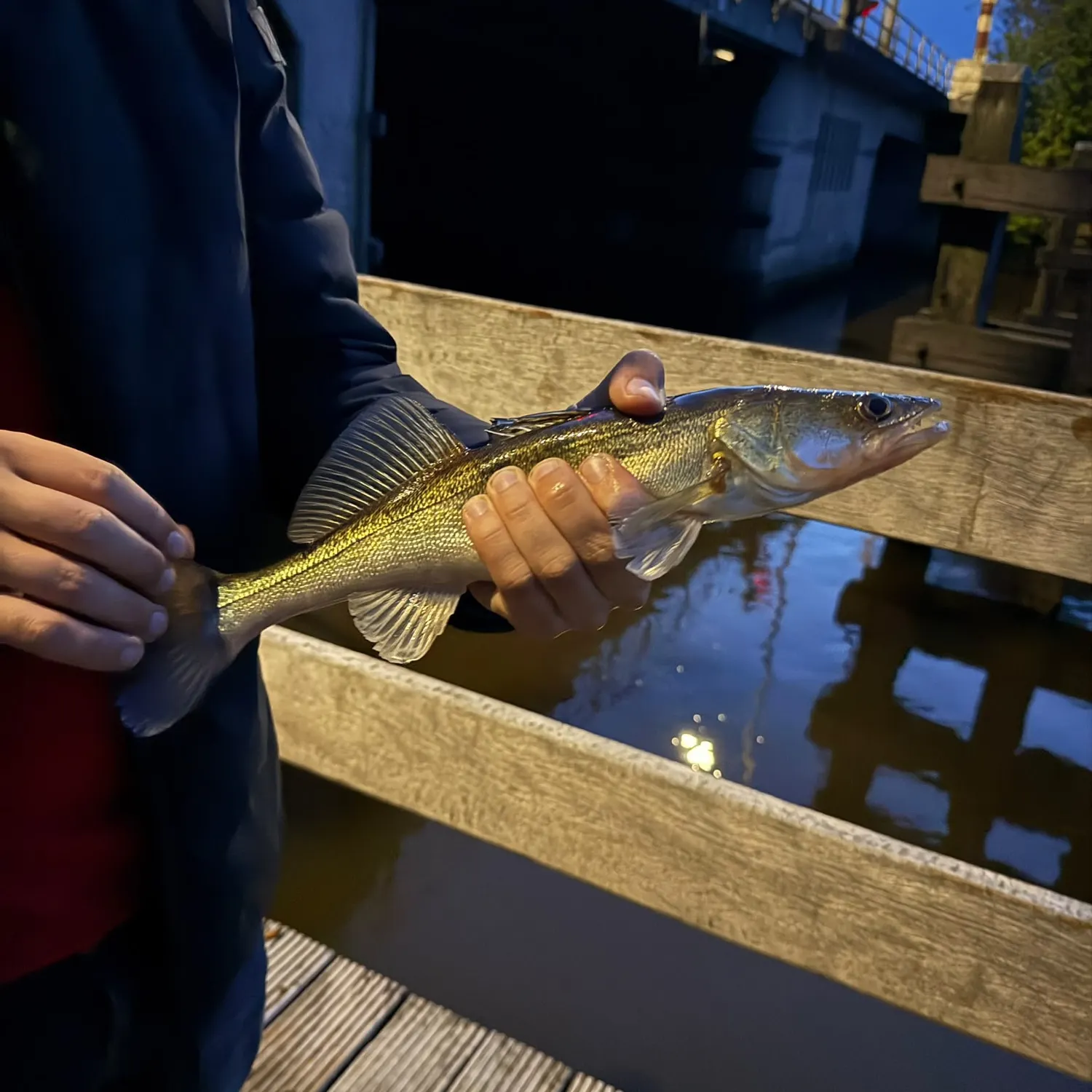 Zander caught on Fishbrain