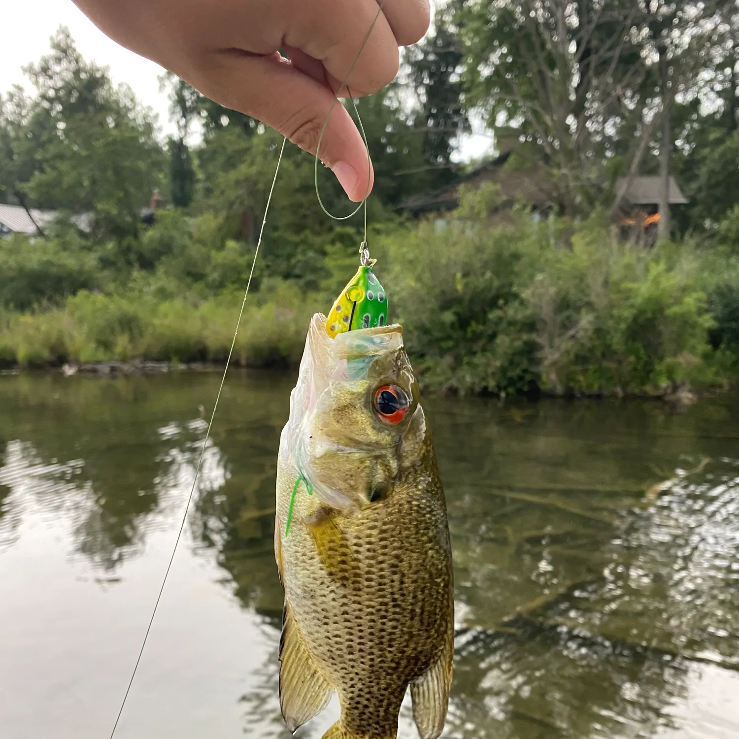 Rock bass caught on Fishbrain