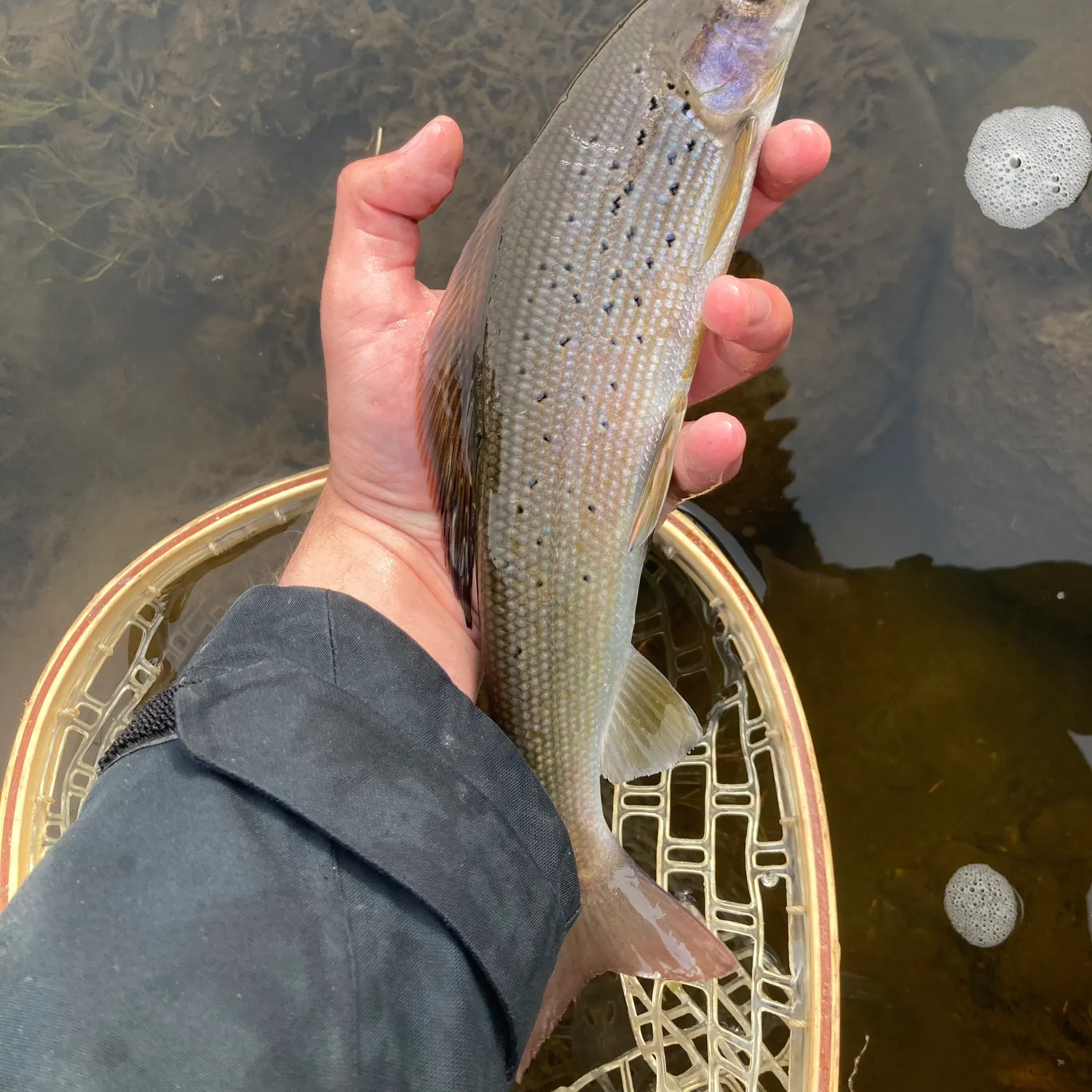 The most recent Arctic grayling catches on Fishbrain