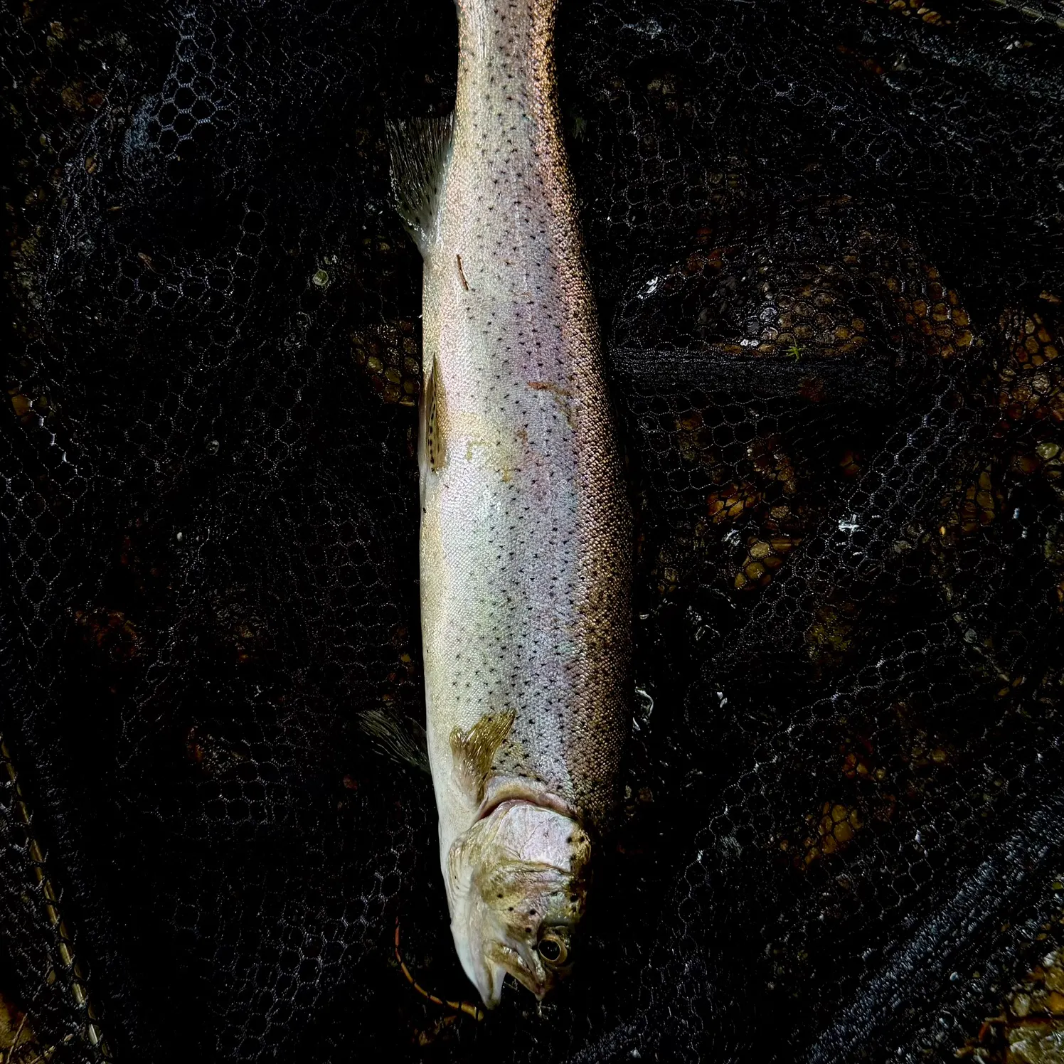 Rainbow trout caught on Fishbrain