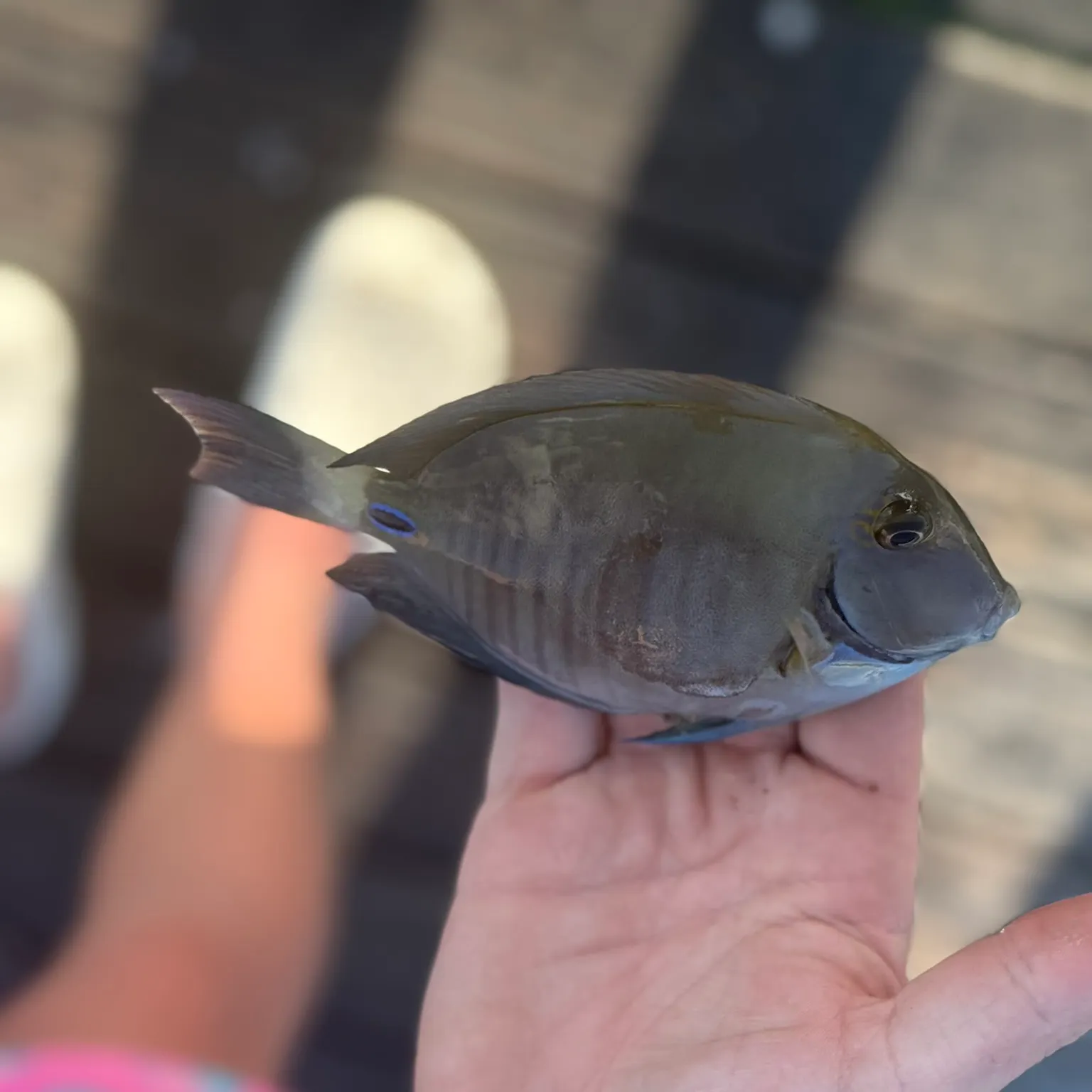 The most recent Doctorfish catches on Fishbrain
