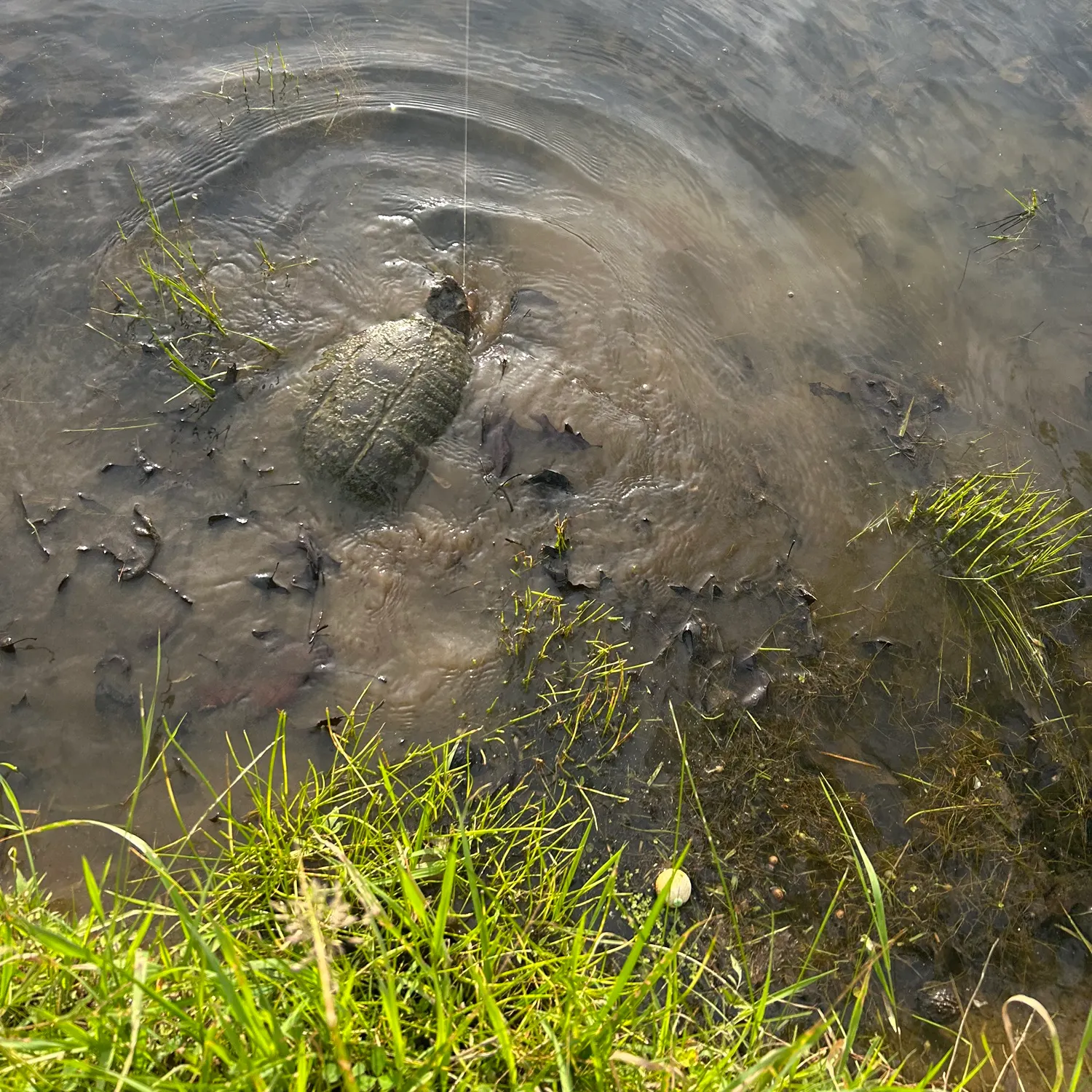 The most recent Common snapping turtle catches on Fishbrain