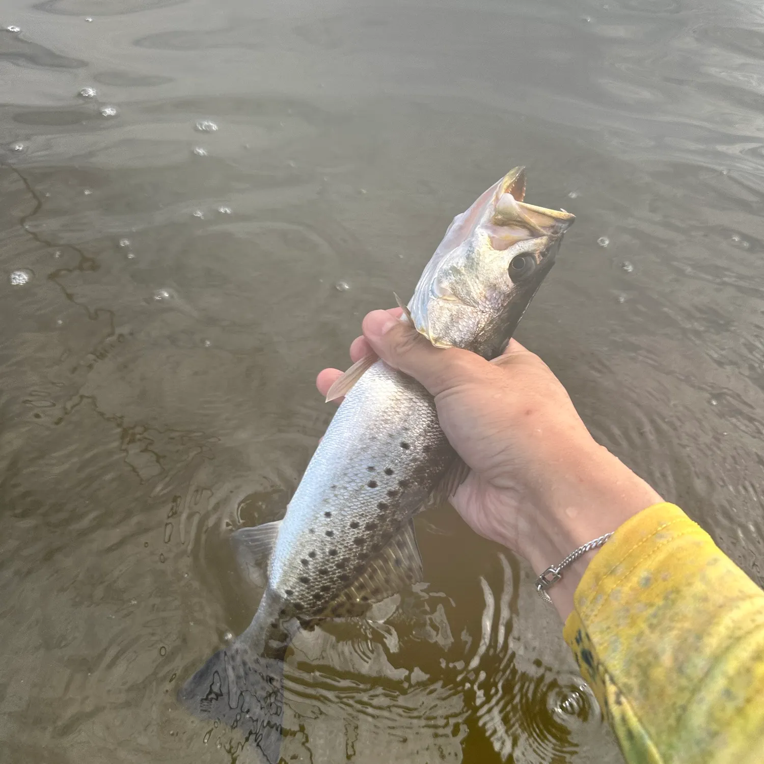 Spotted seatrout caught on Fishbrain