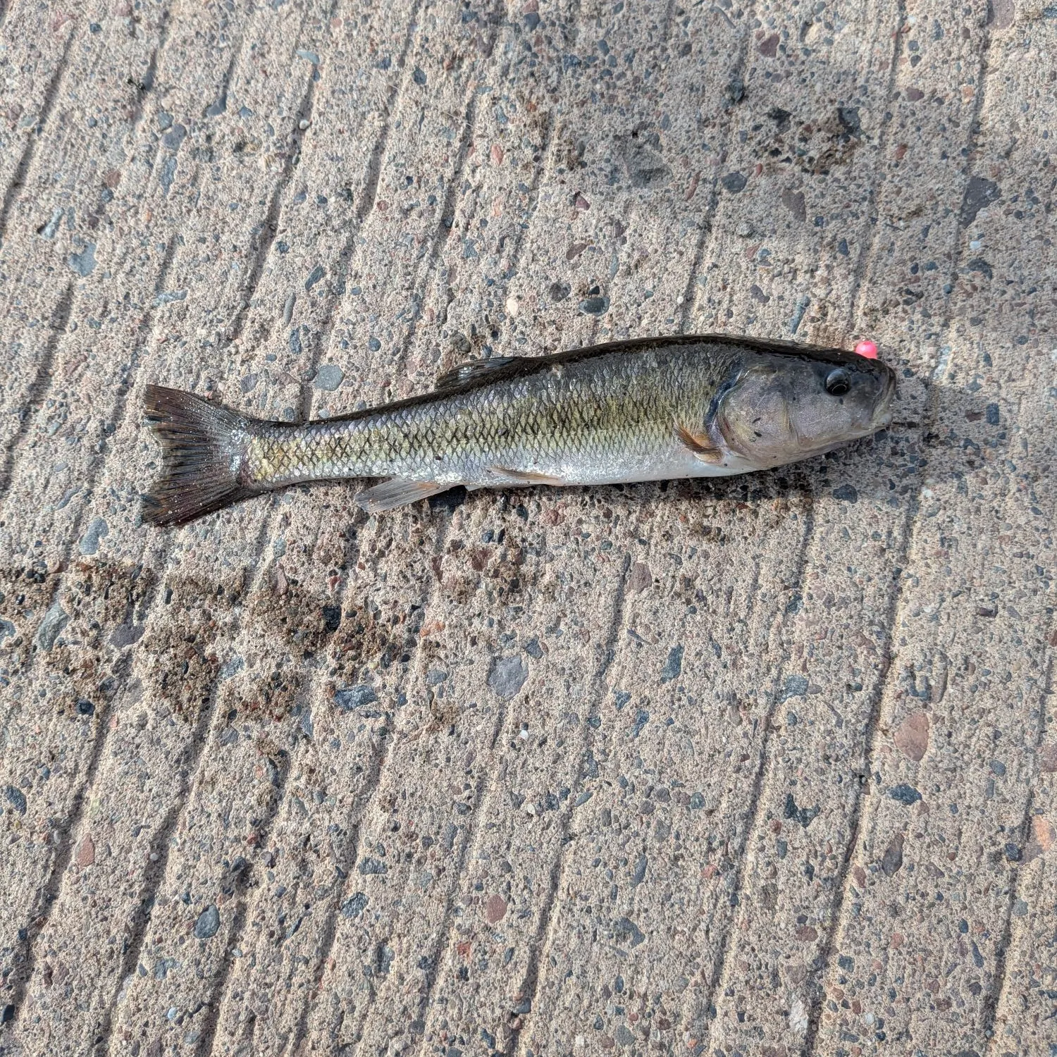 angler catch