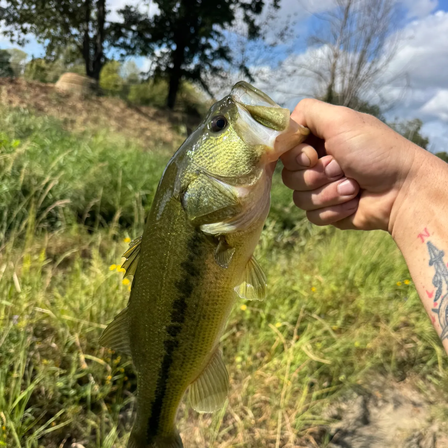 Largemouth bass caught on Fishbrain