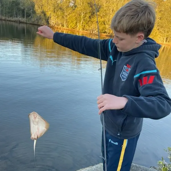 The most recent Common stingaree catches on Fishbrain