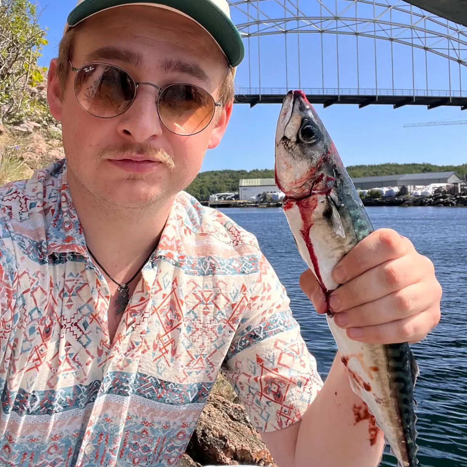 Atlantic mackerel caught on Fishbrain