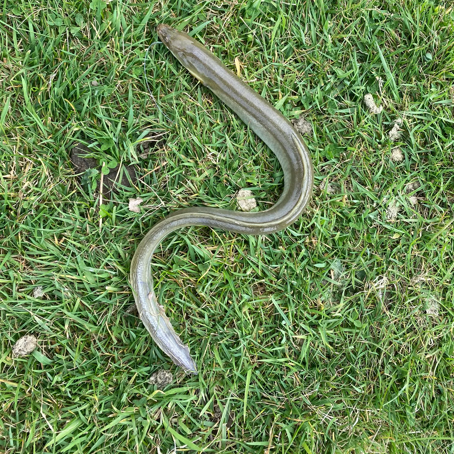 The most recent European eel catches on Fishbrain