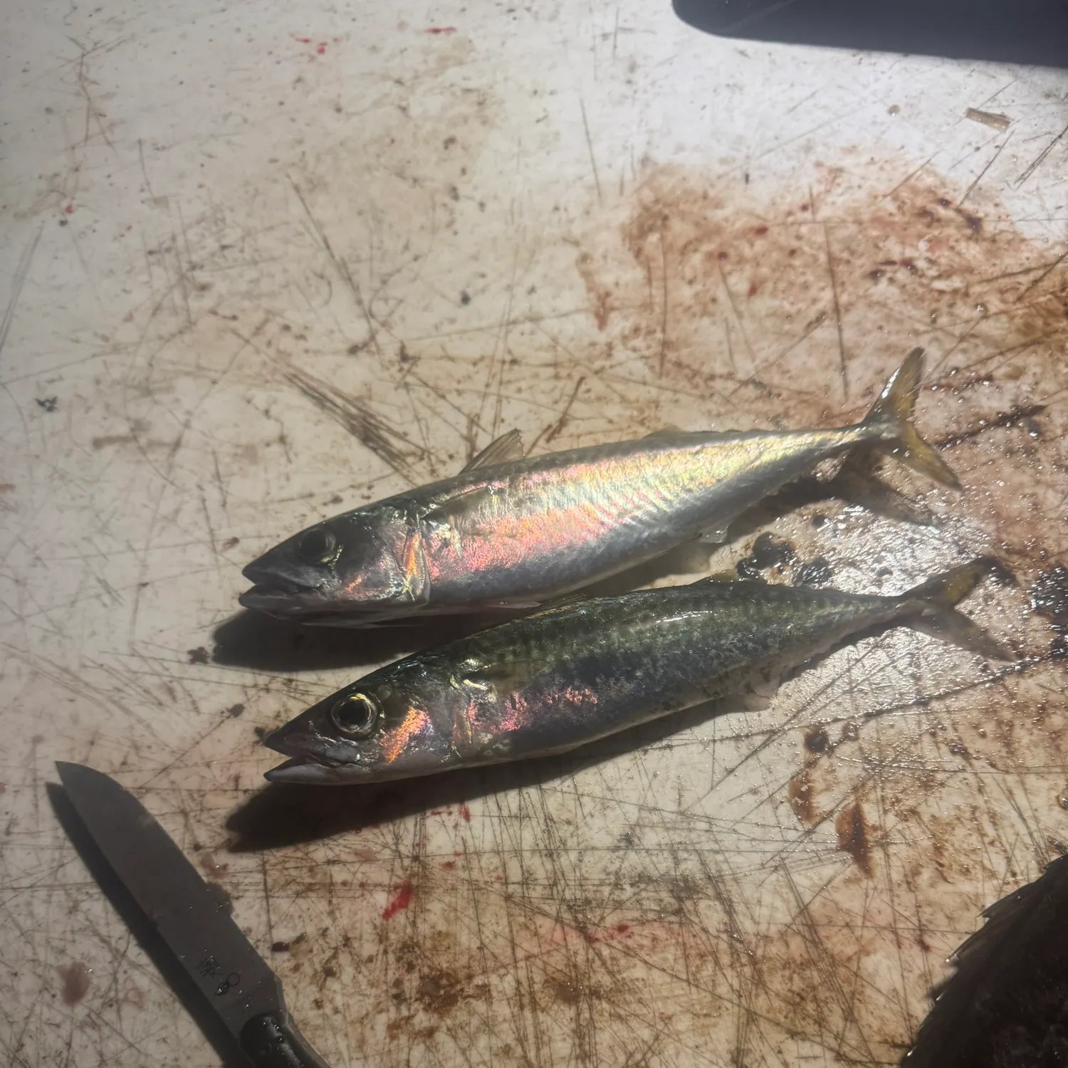 The most recent Blue mackerel catches on Fishbrain