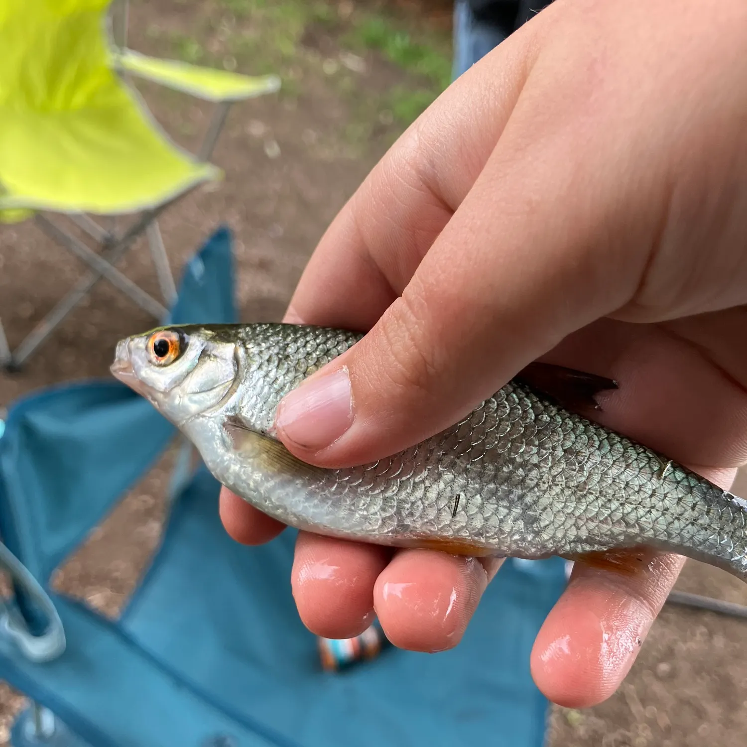 Common roach caught on Fishbrain