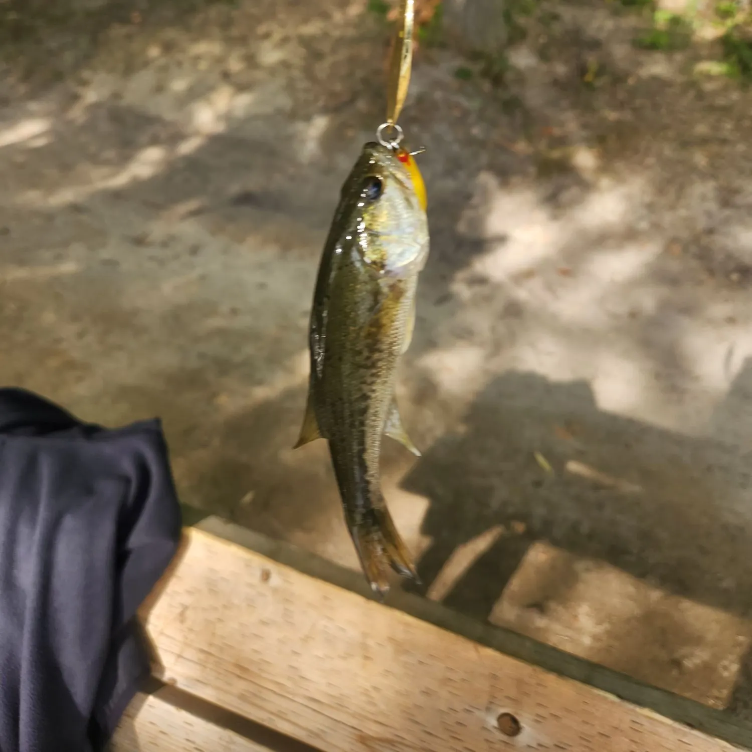 Smallmouth bass caught on Fishbrain