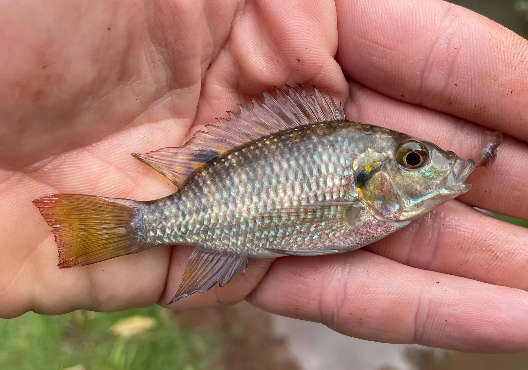 Redbelly tilapia